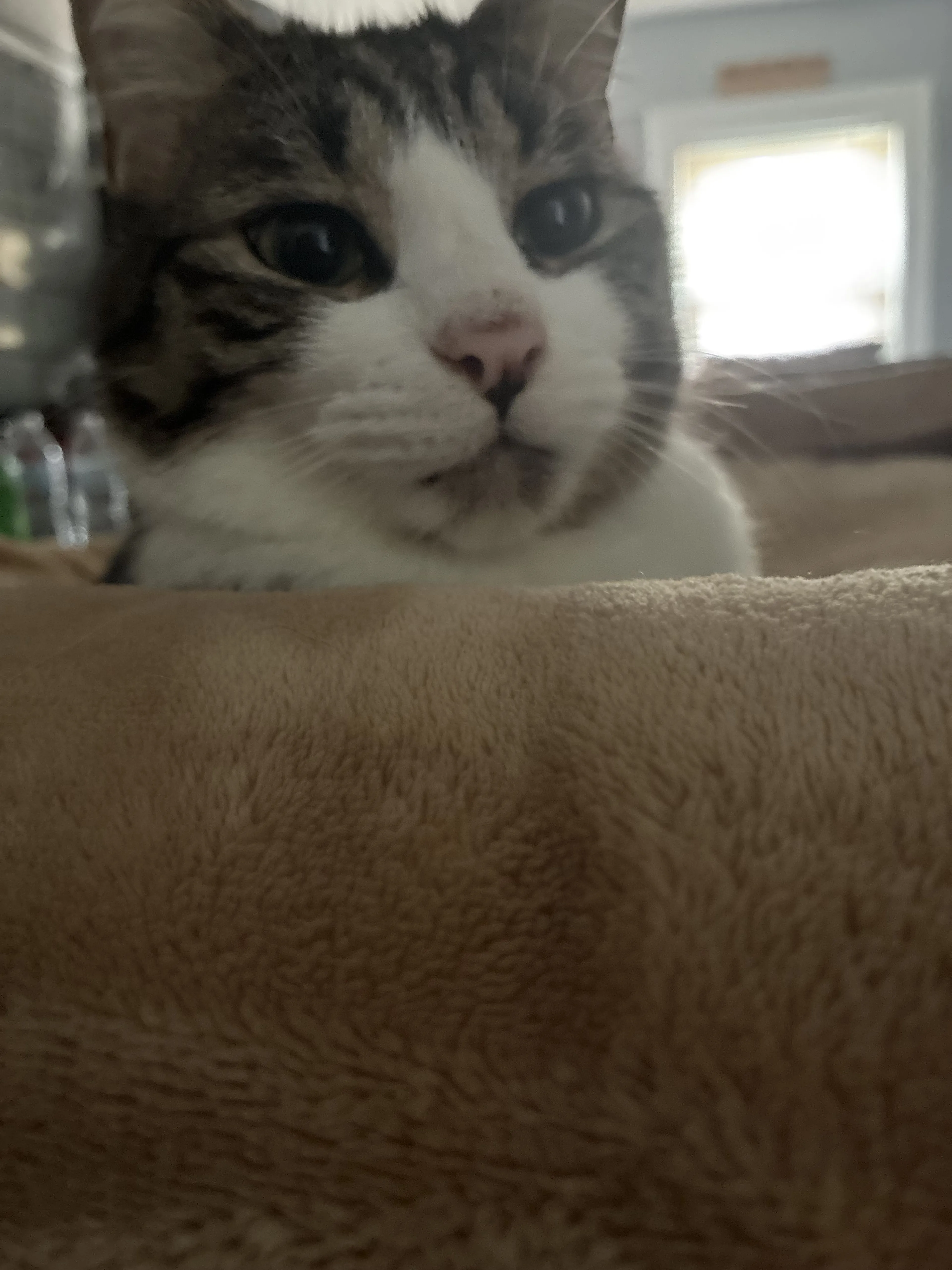 Lost pet-1