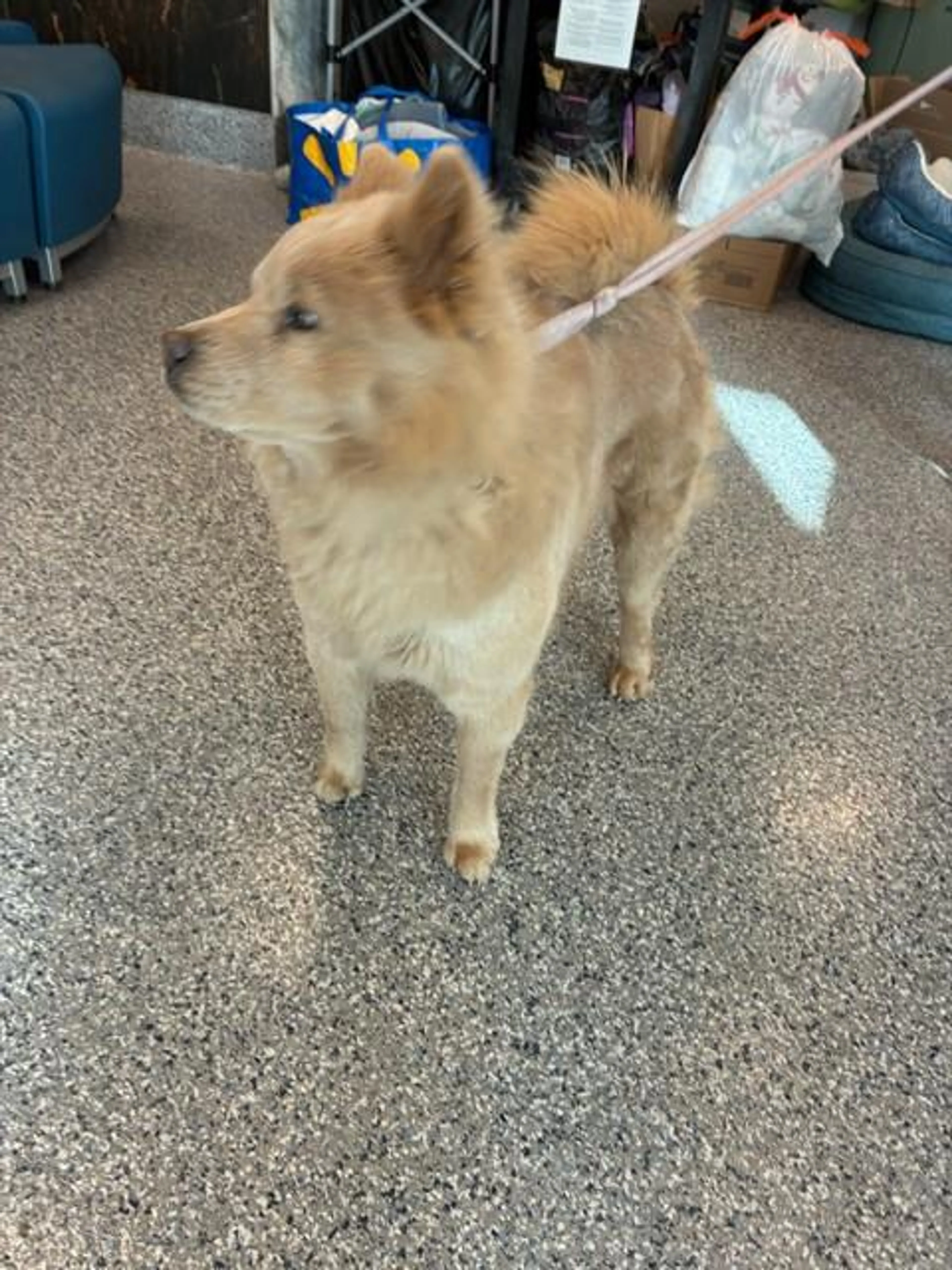Found pet