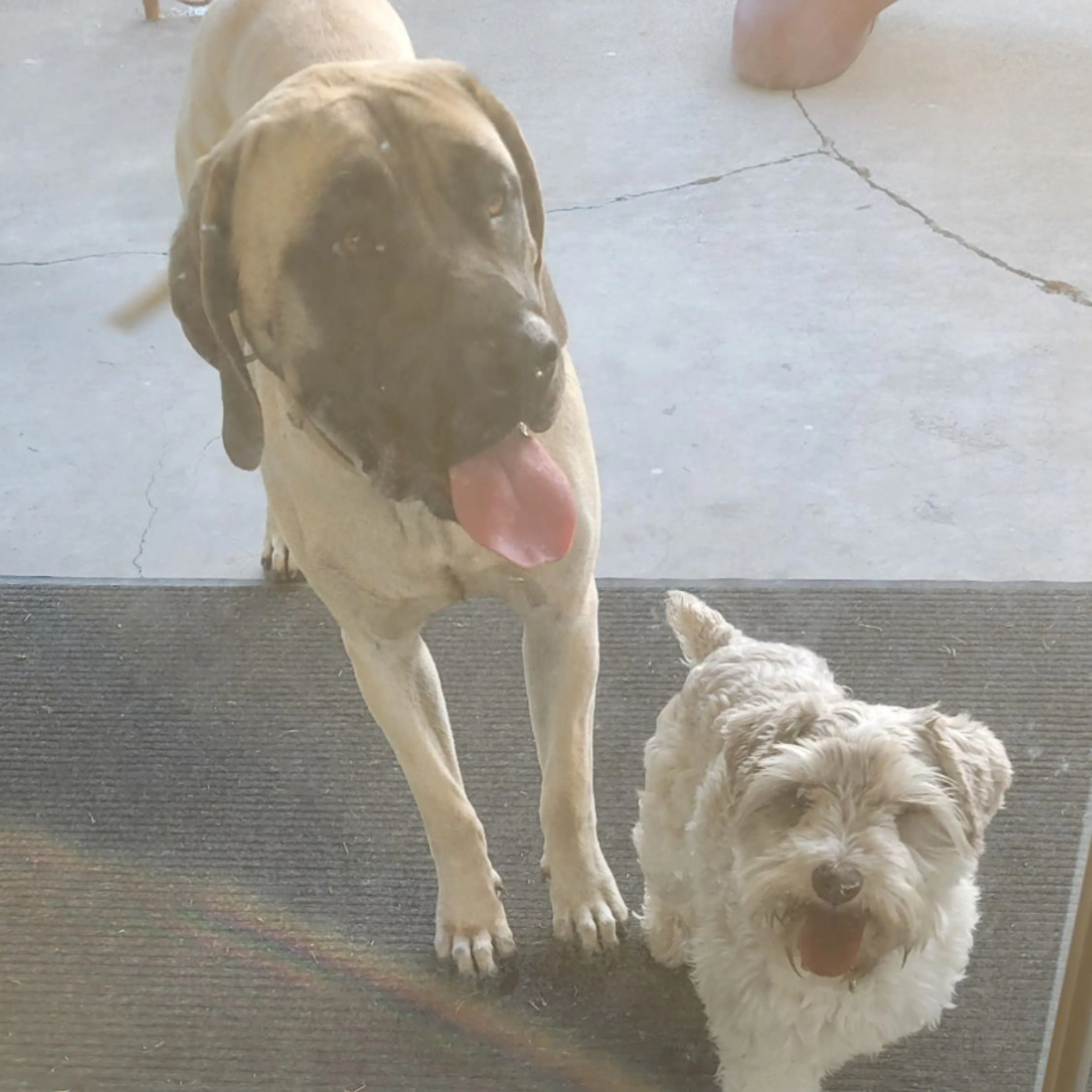 Found pet