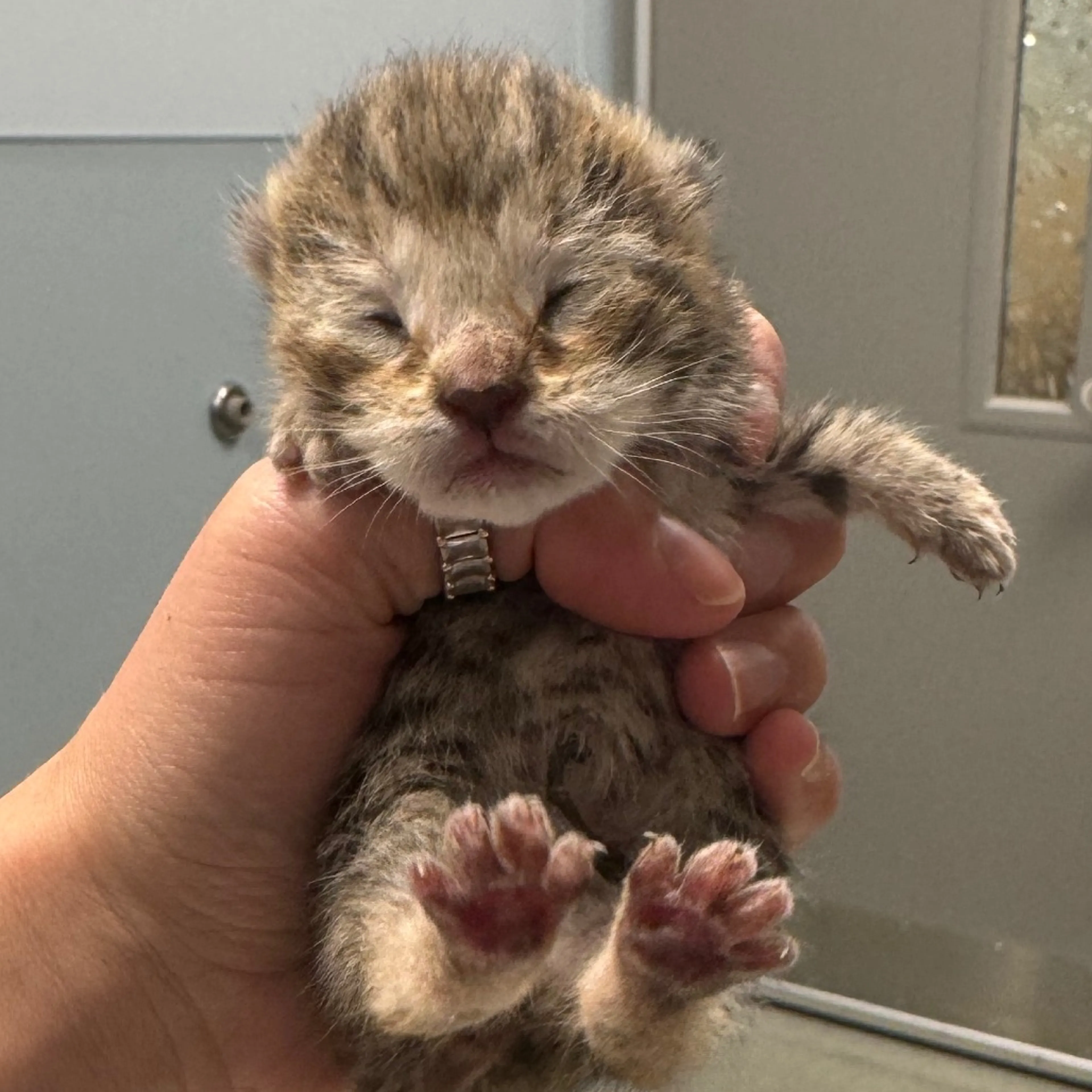 Found pet