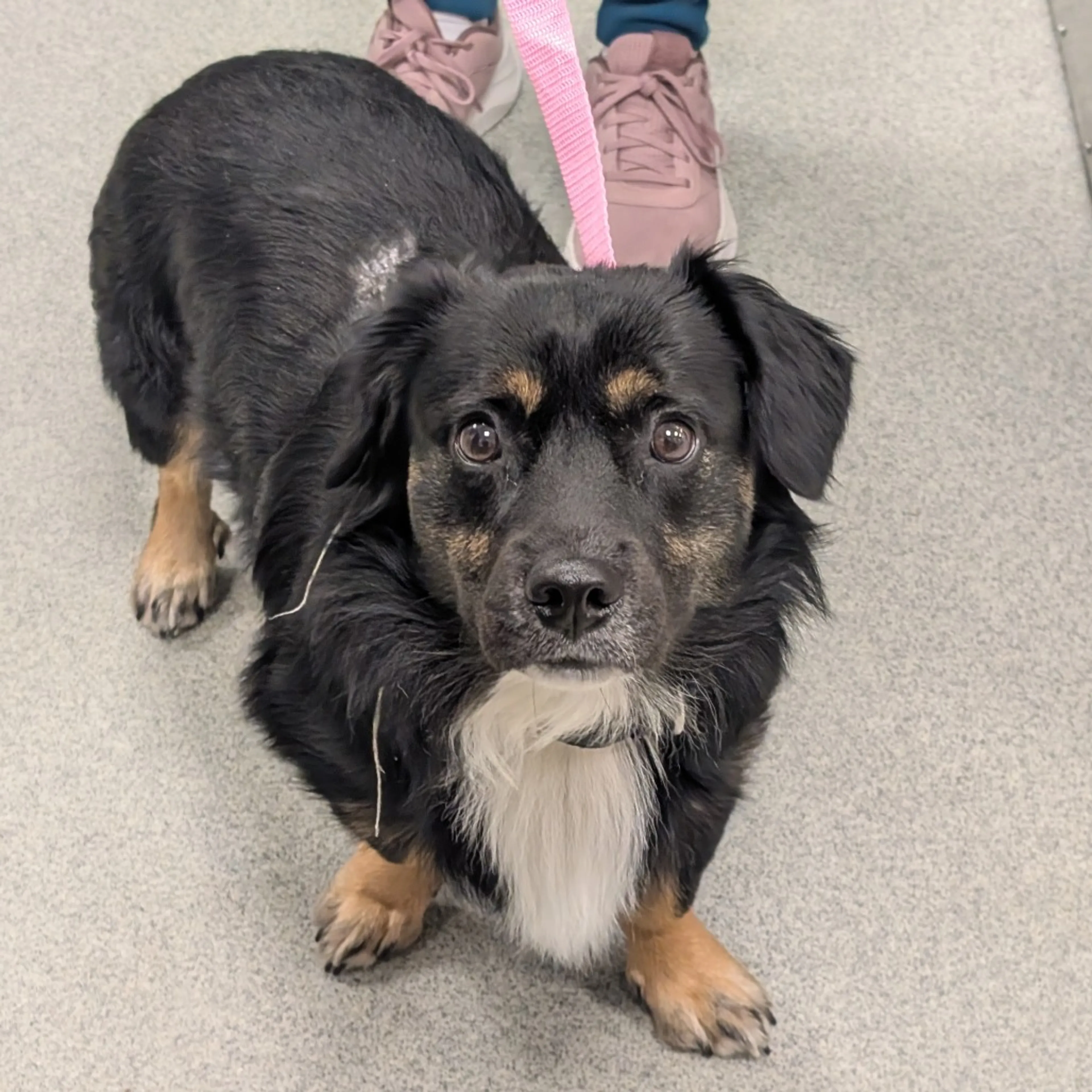 Found pet