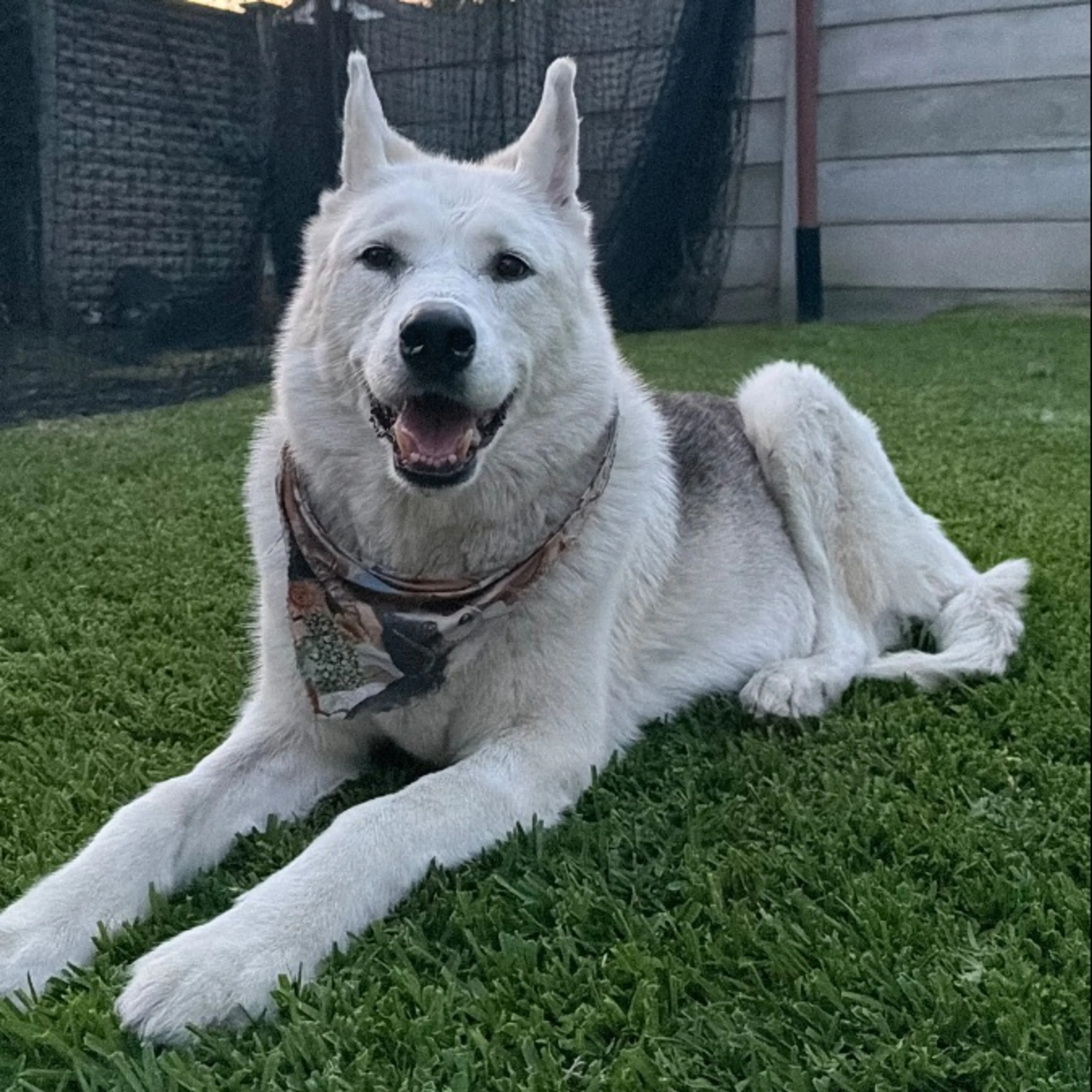 Found pet