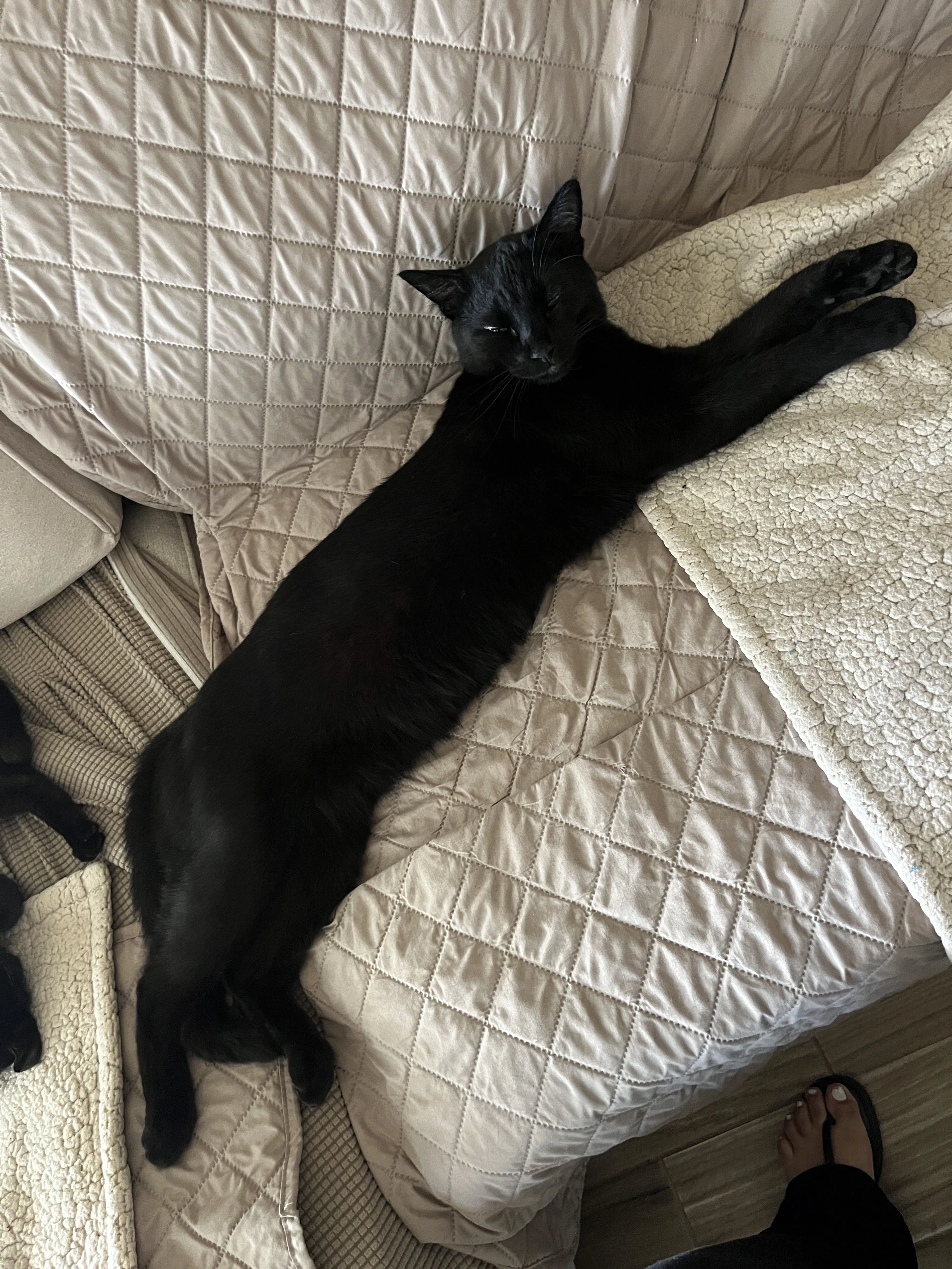 Lost pet-3