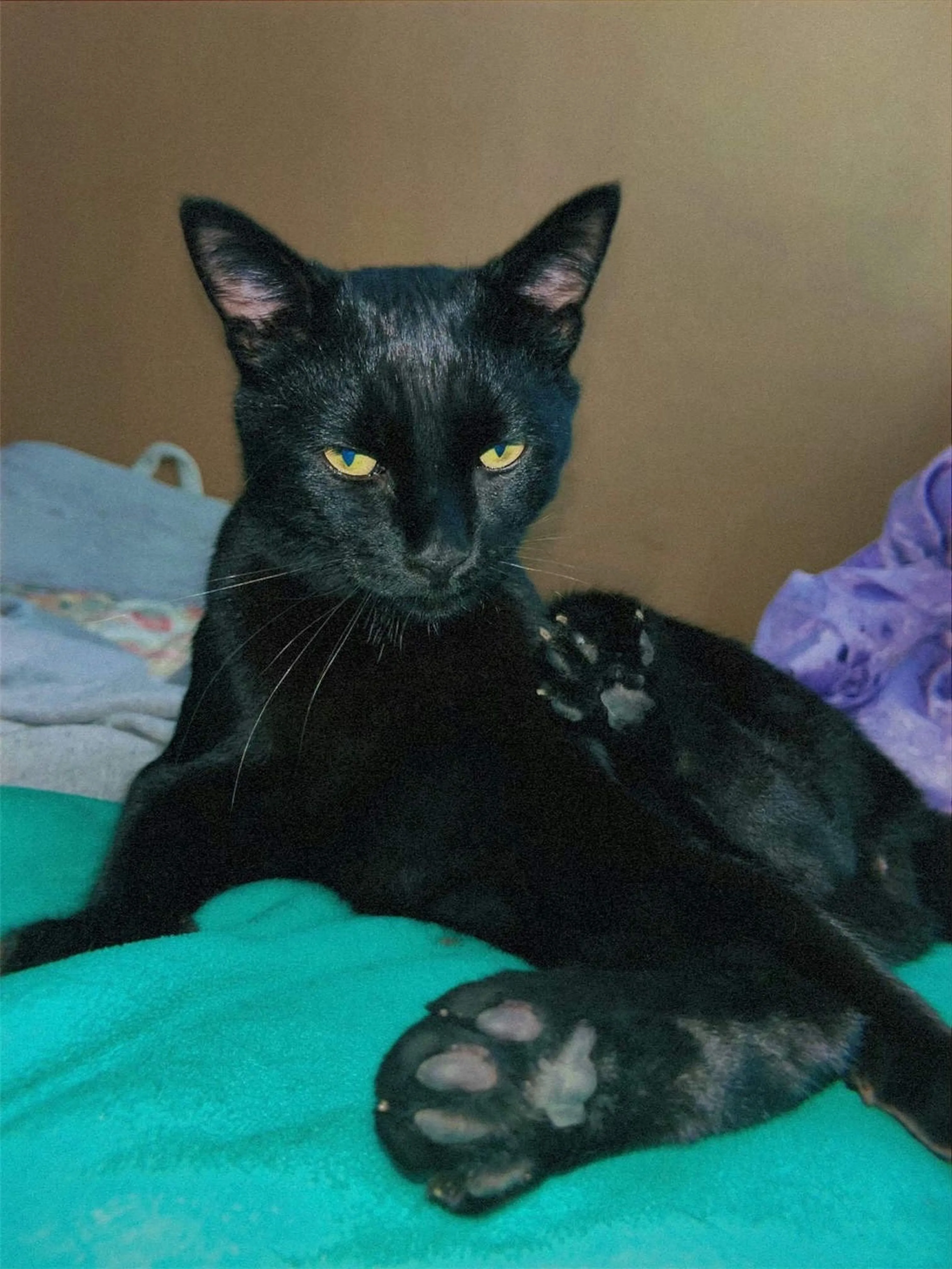 Lost pet-0