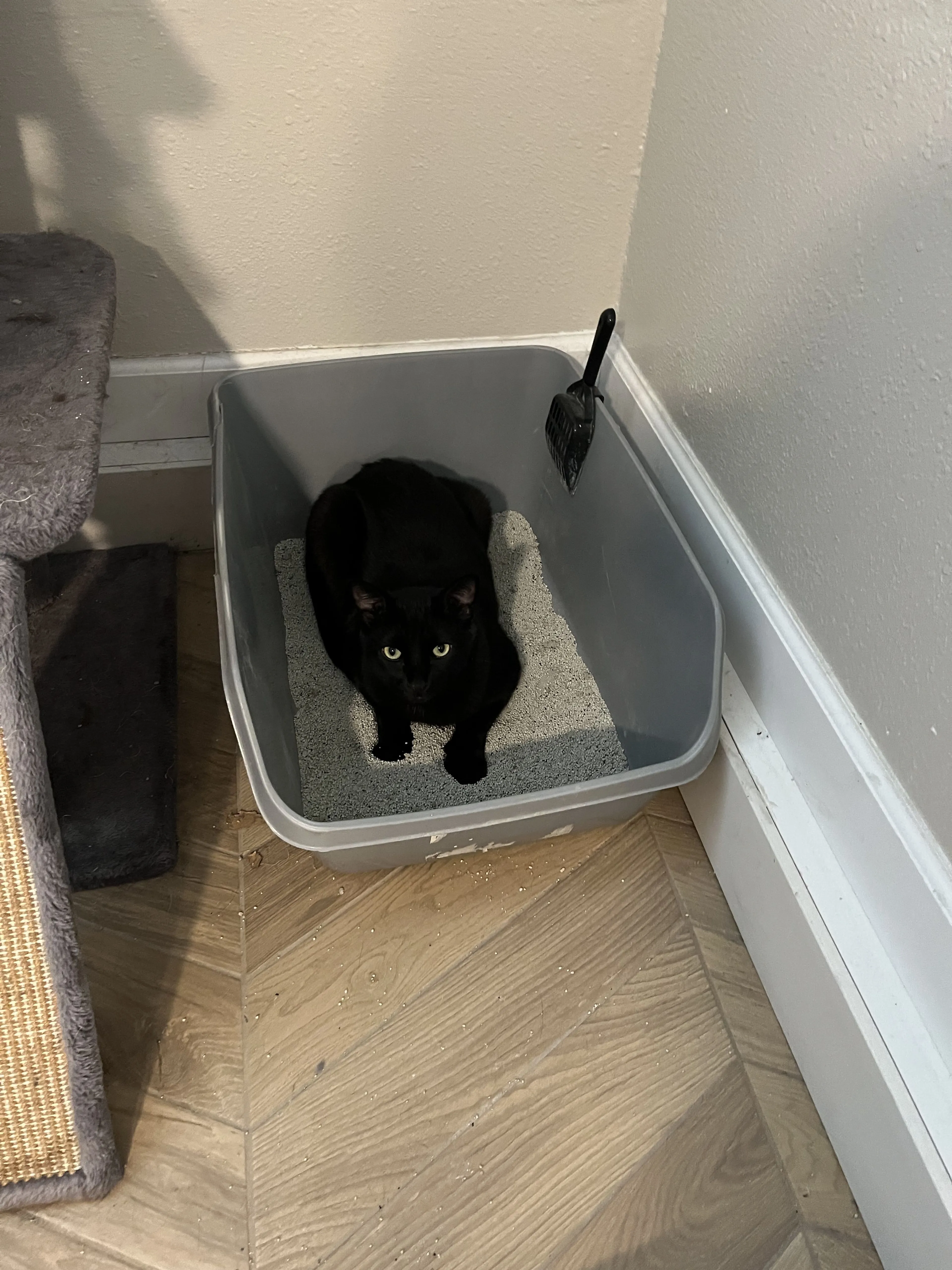 Lost pet-2
