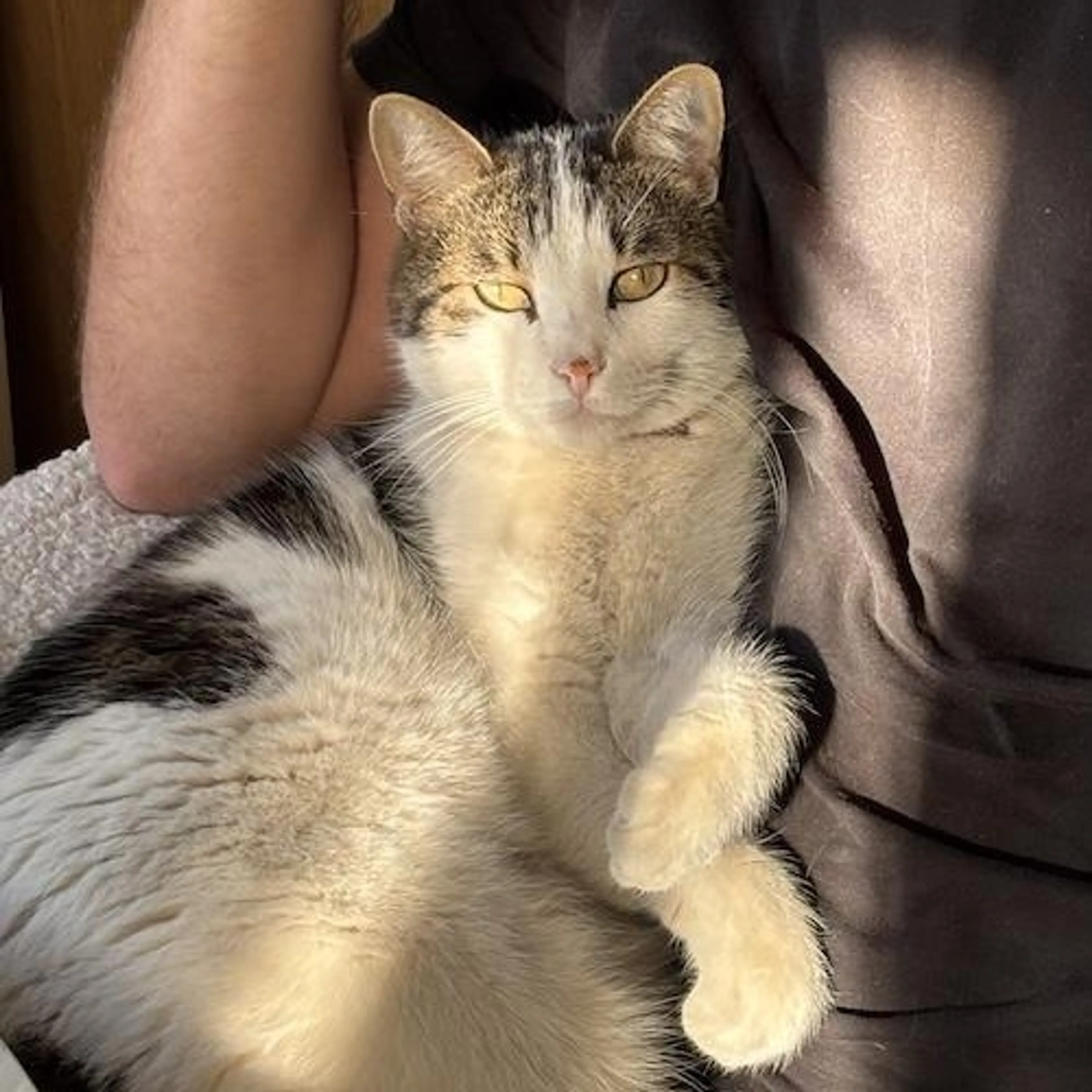 Found pet-1