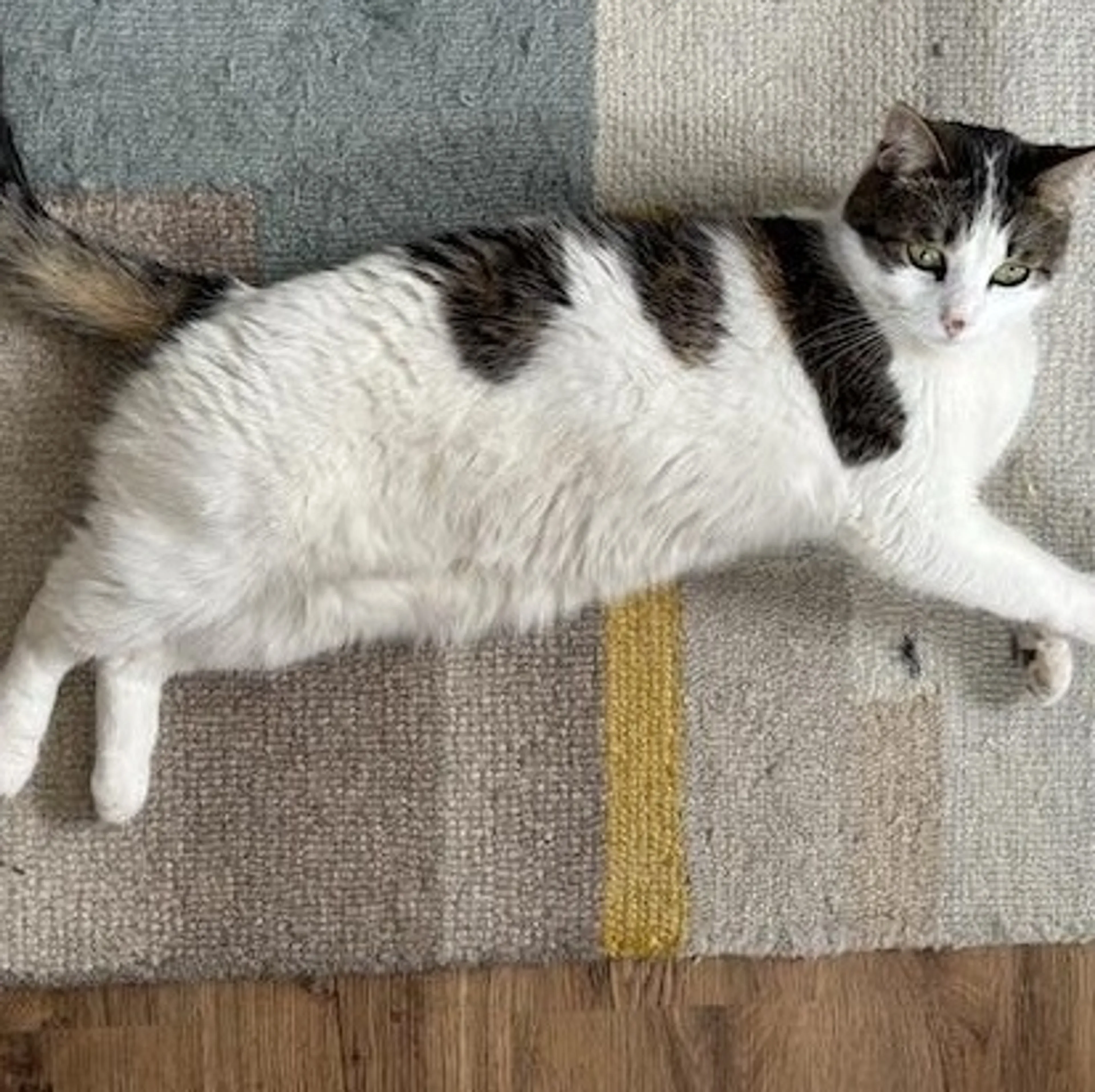Found pet-0