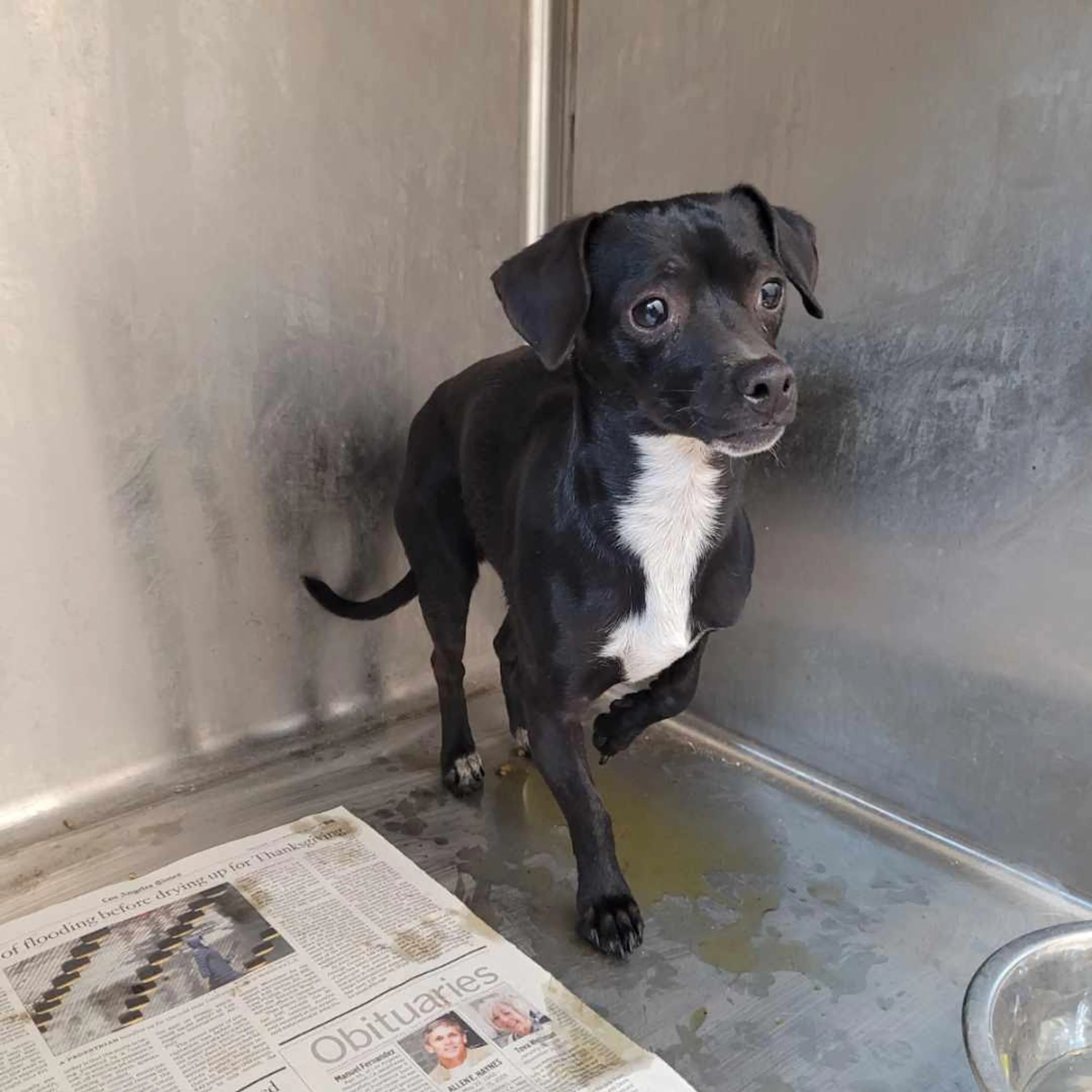 Found pet
