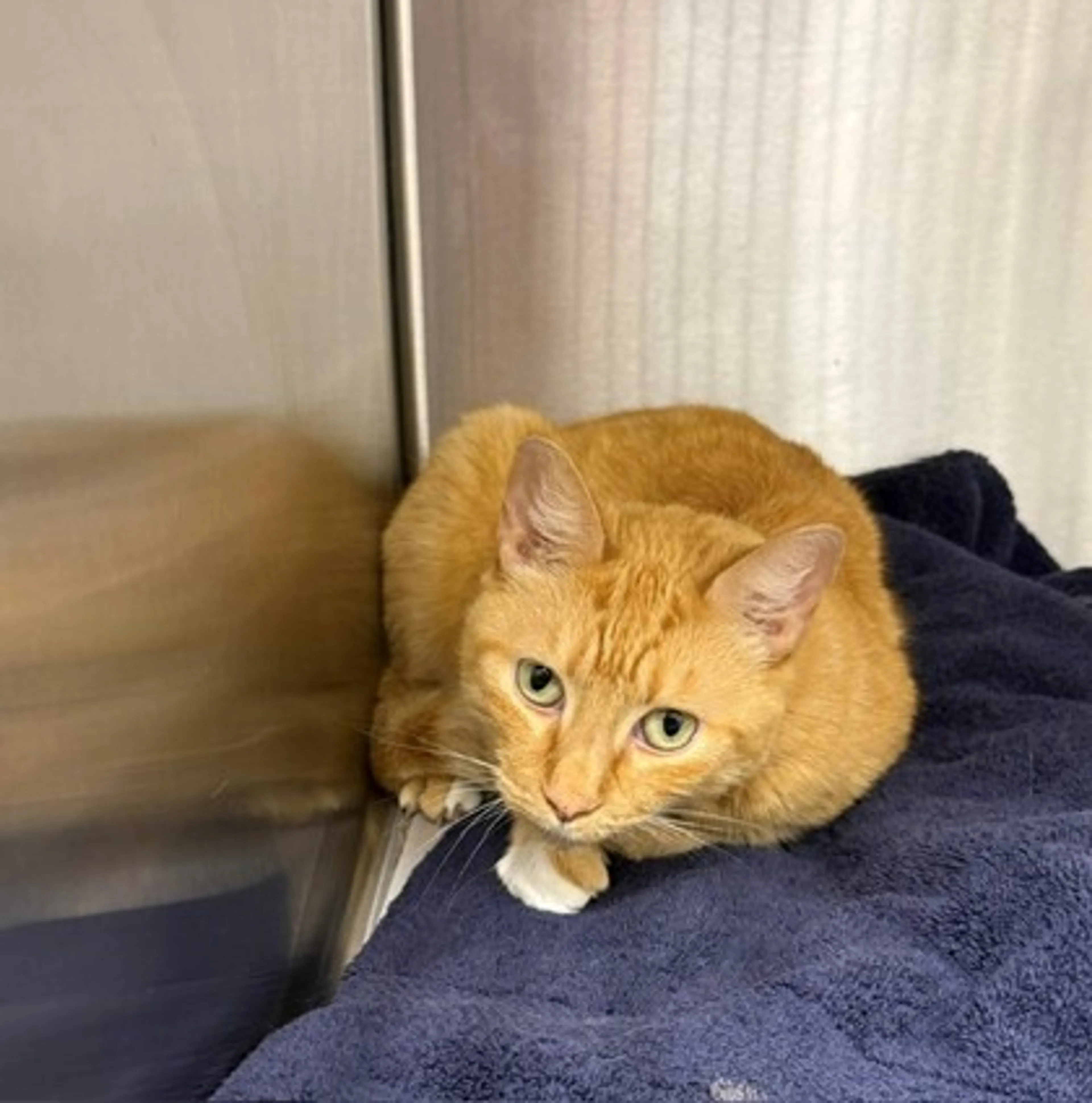 Found pet