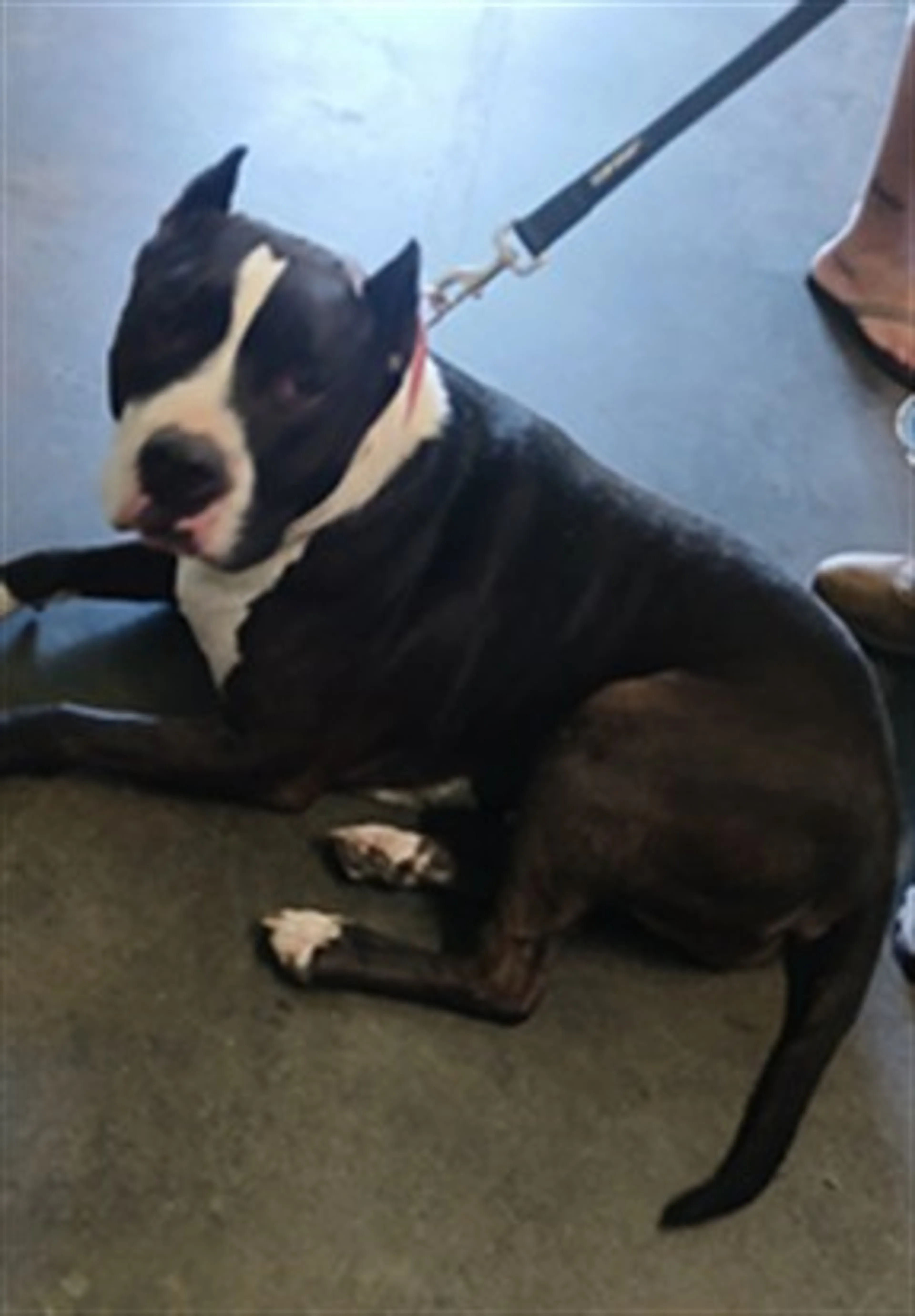 Found pet