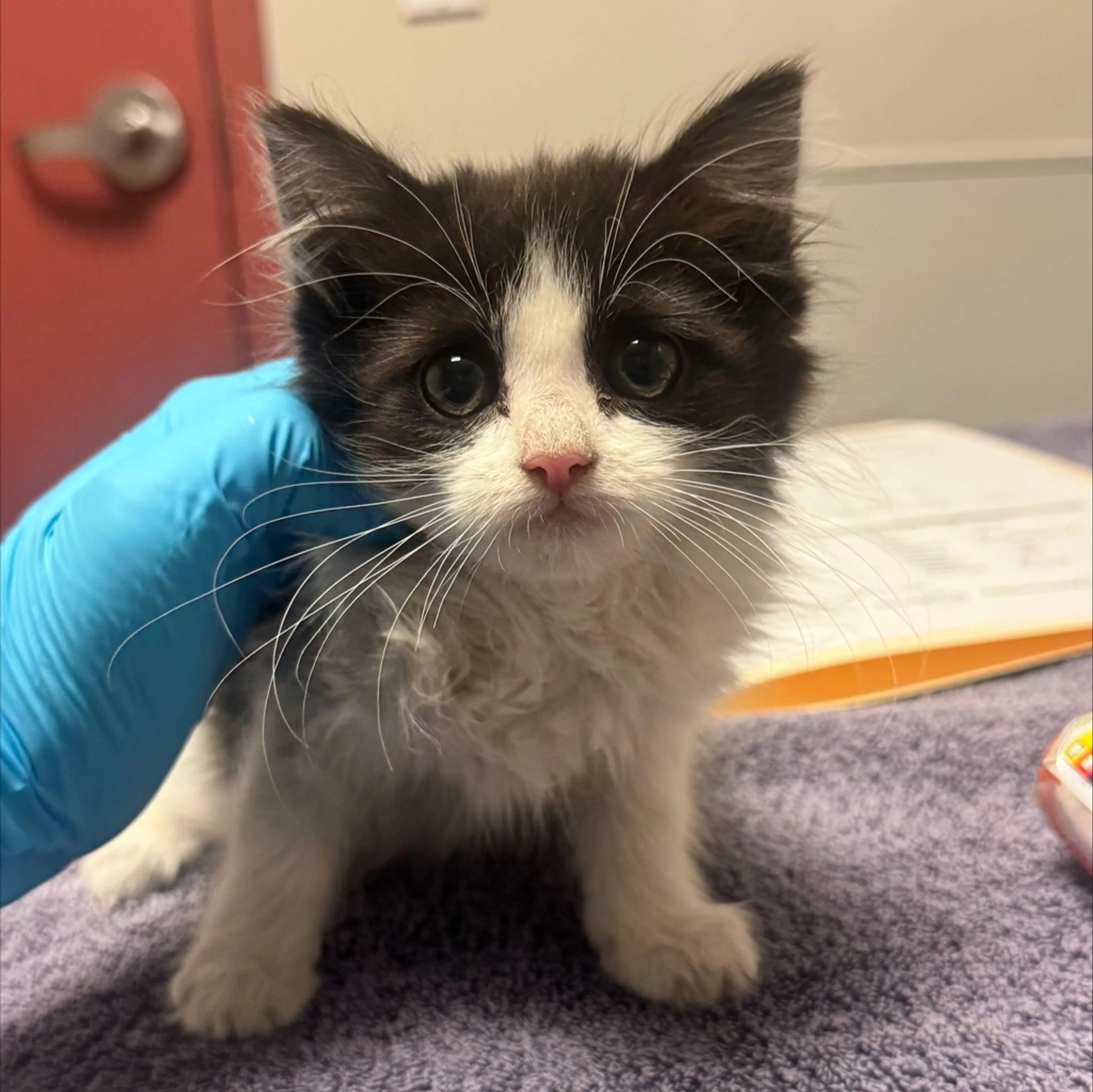 Found pet