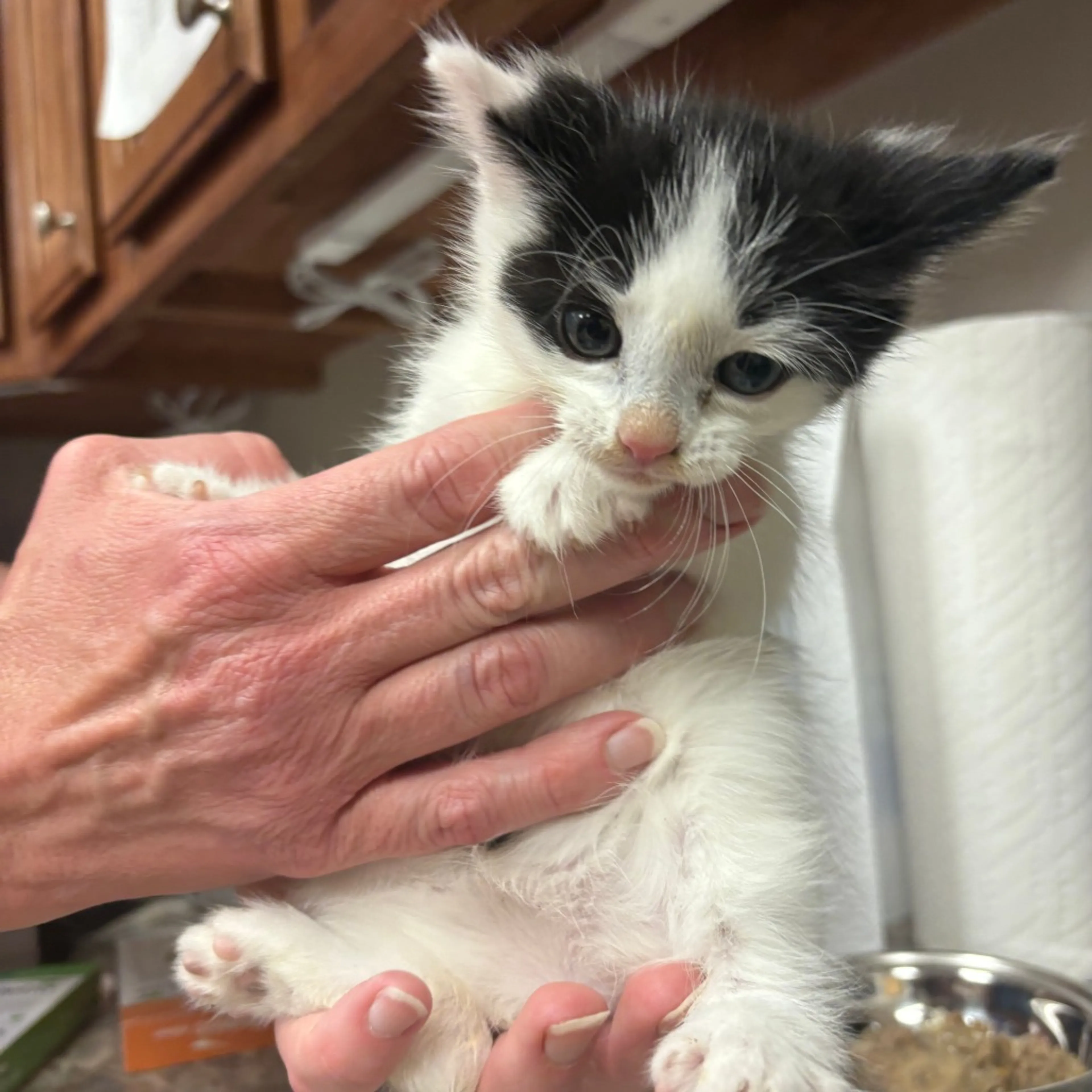 Found pet