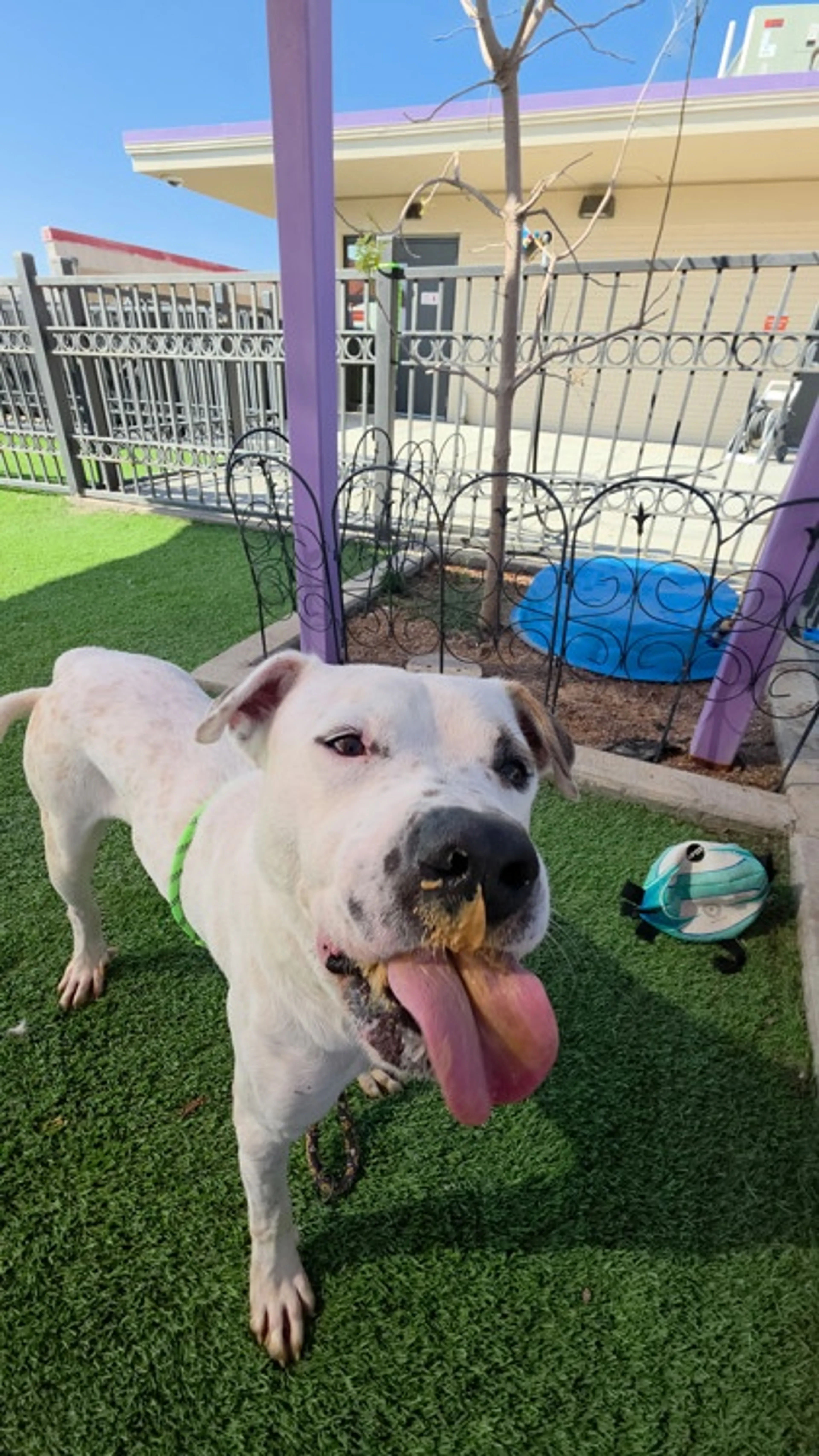 cdn image