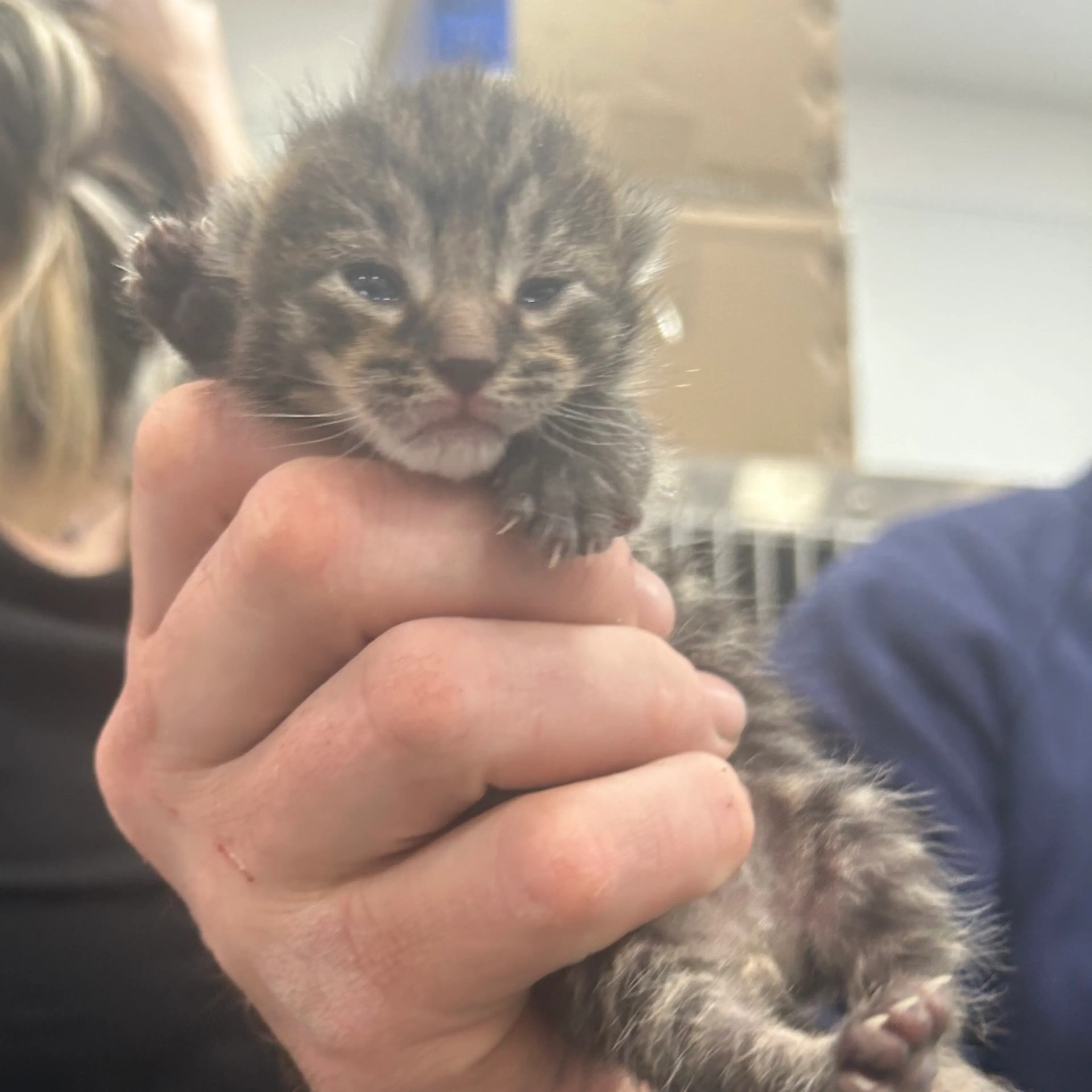 Found pet