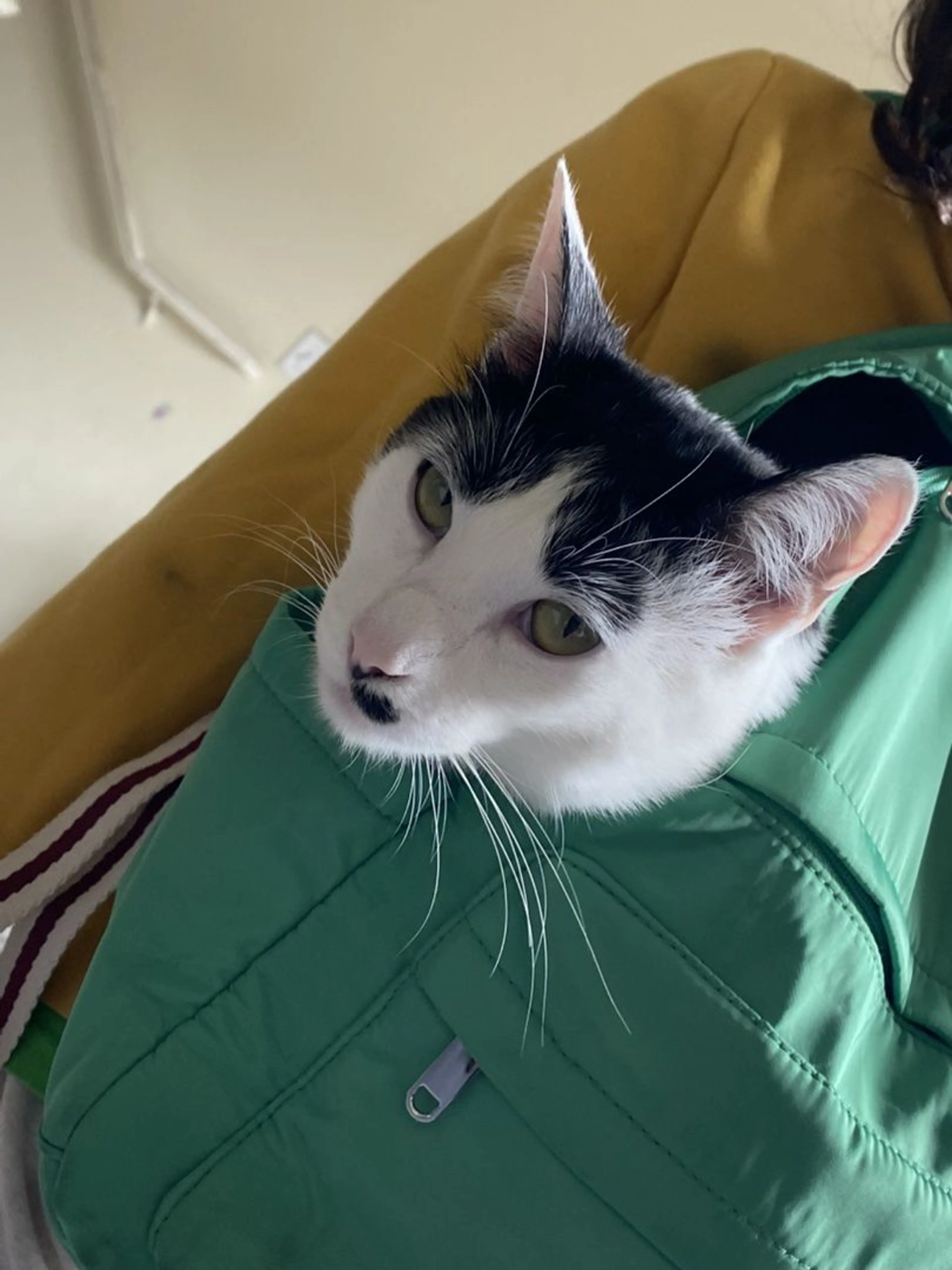 Lost pet