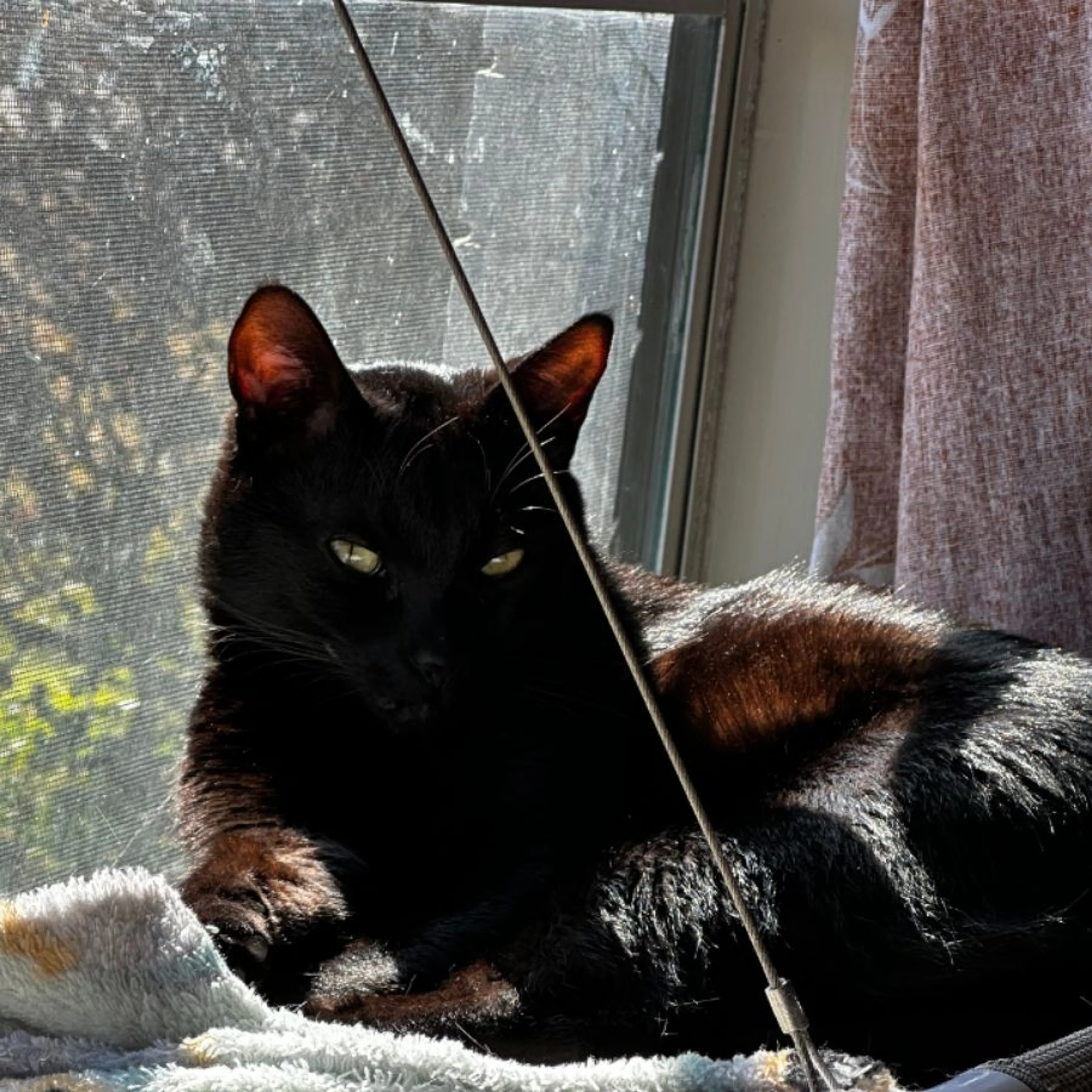 Lost pet