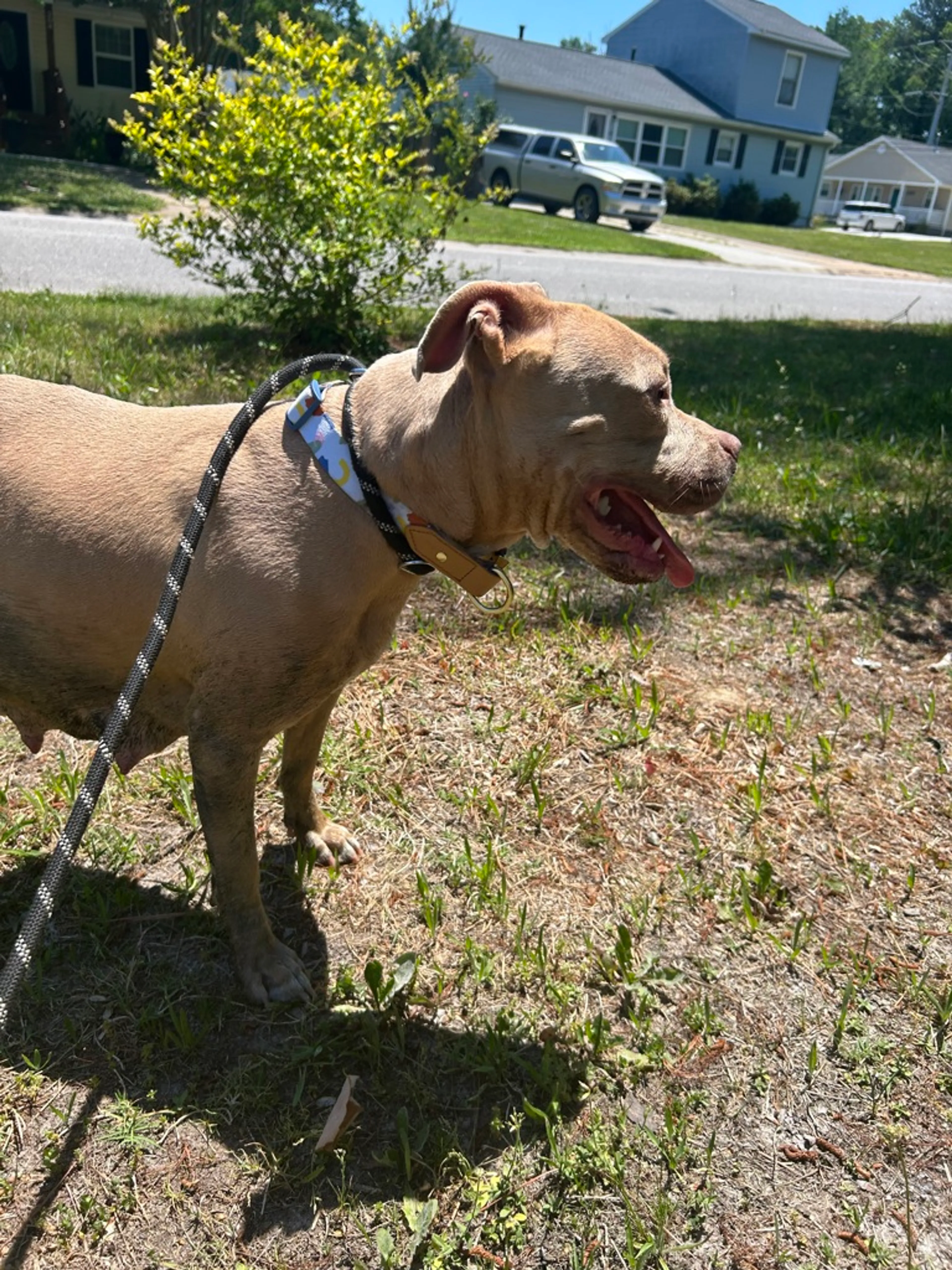 Found pet