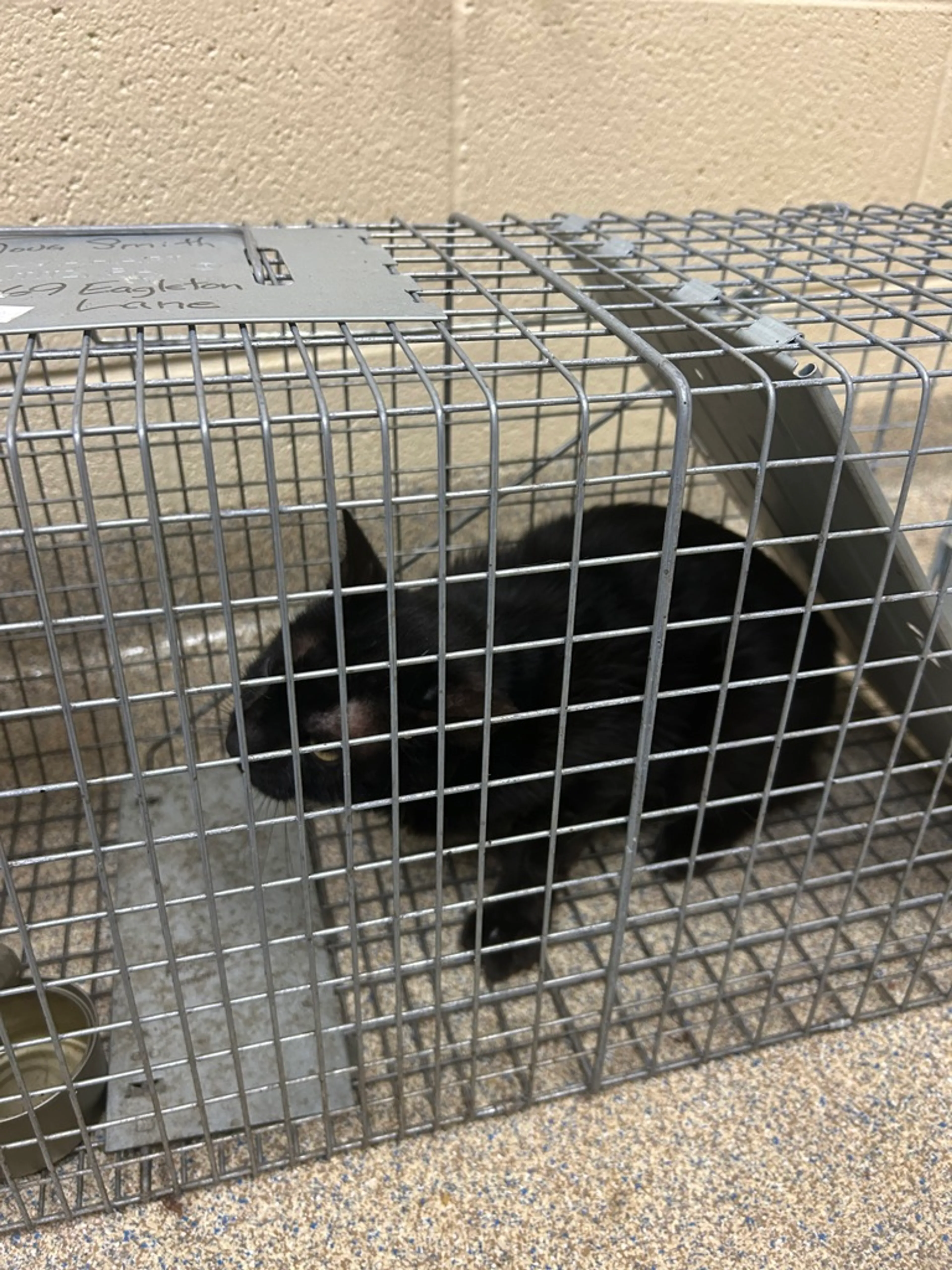 Found pet