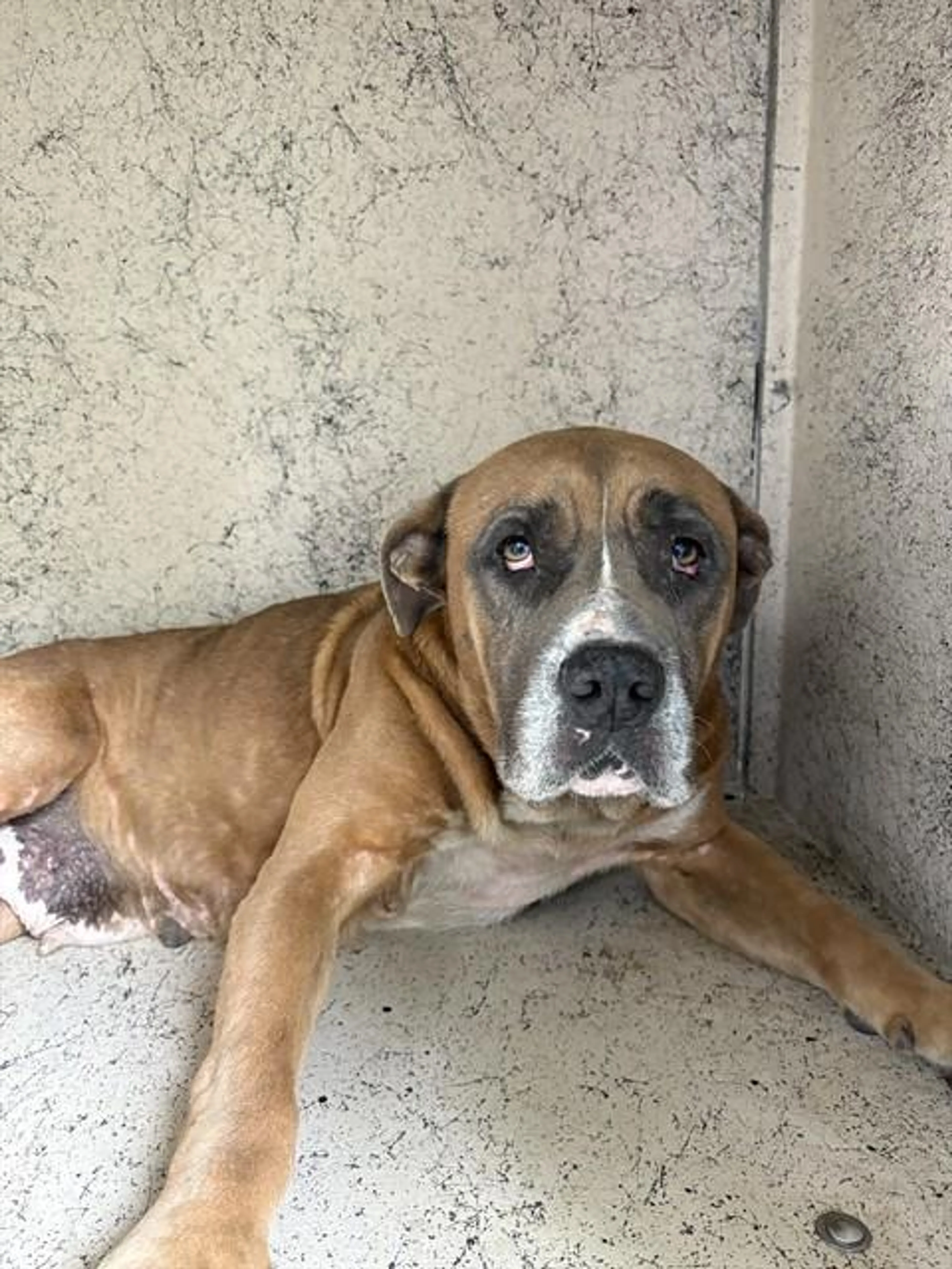 Found pet