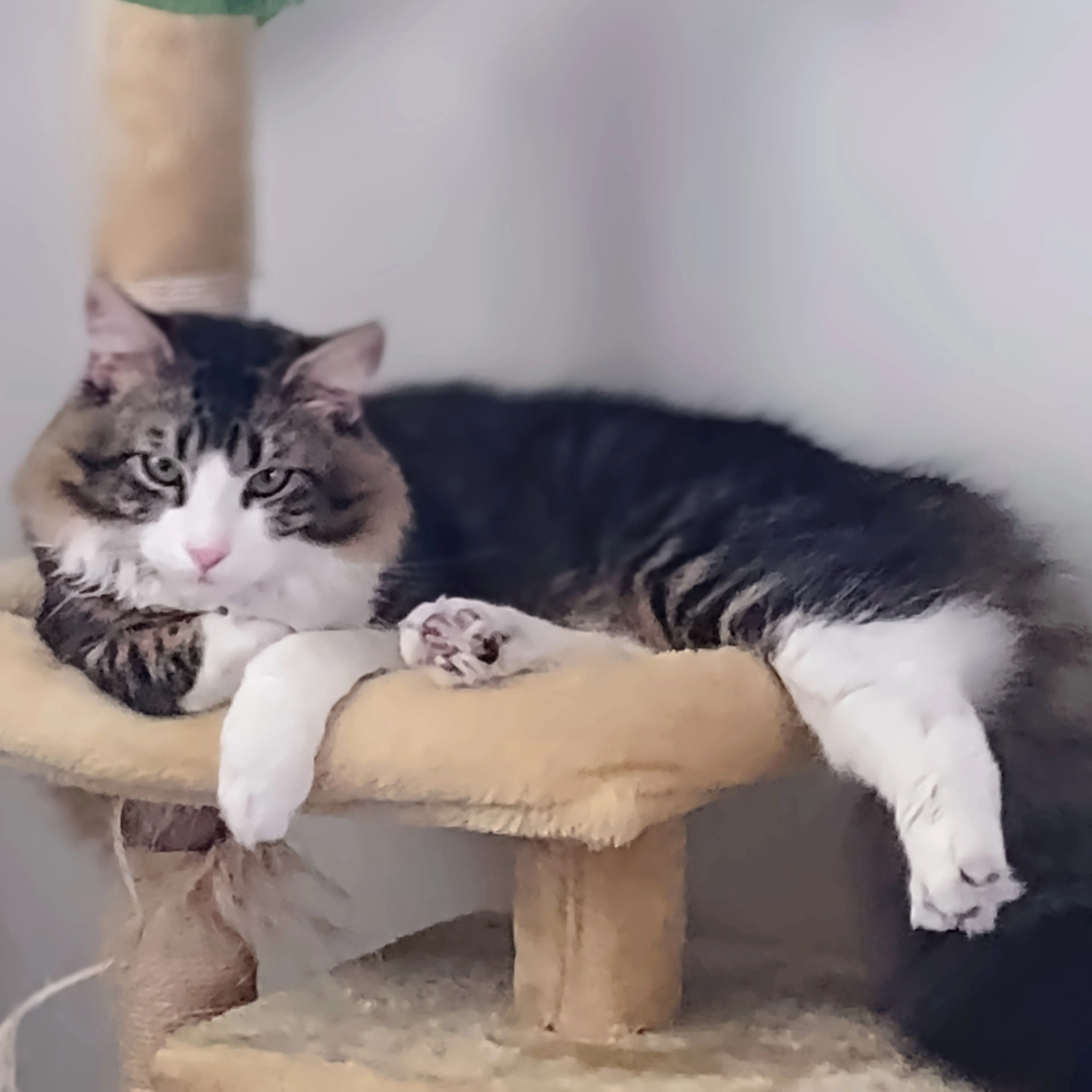 Lost pet-3