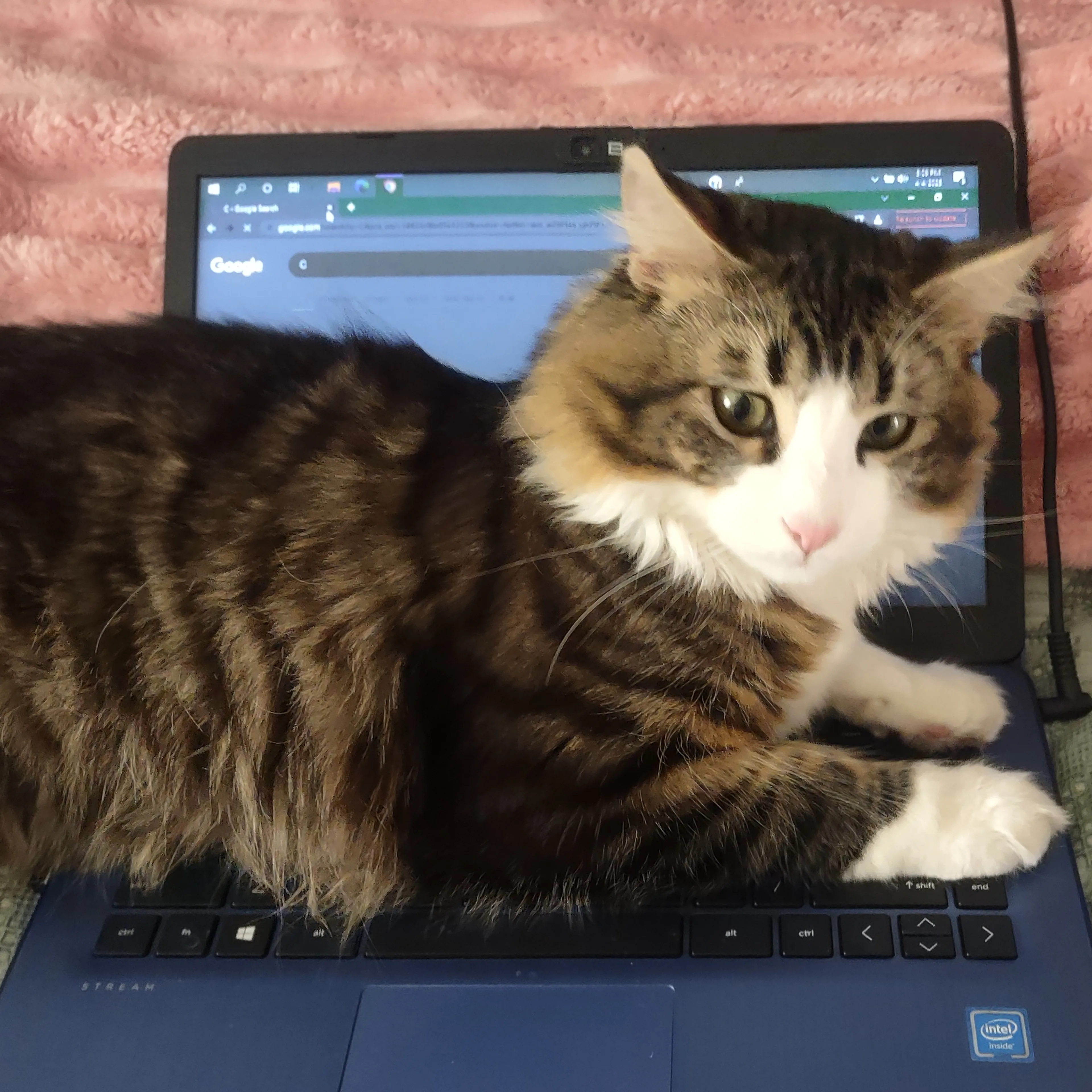 Lost pet-2