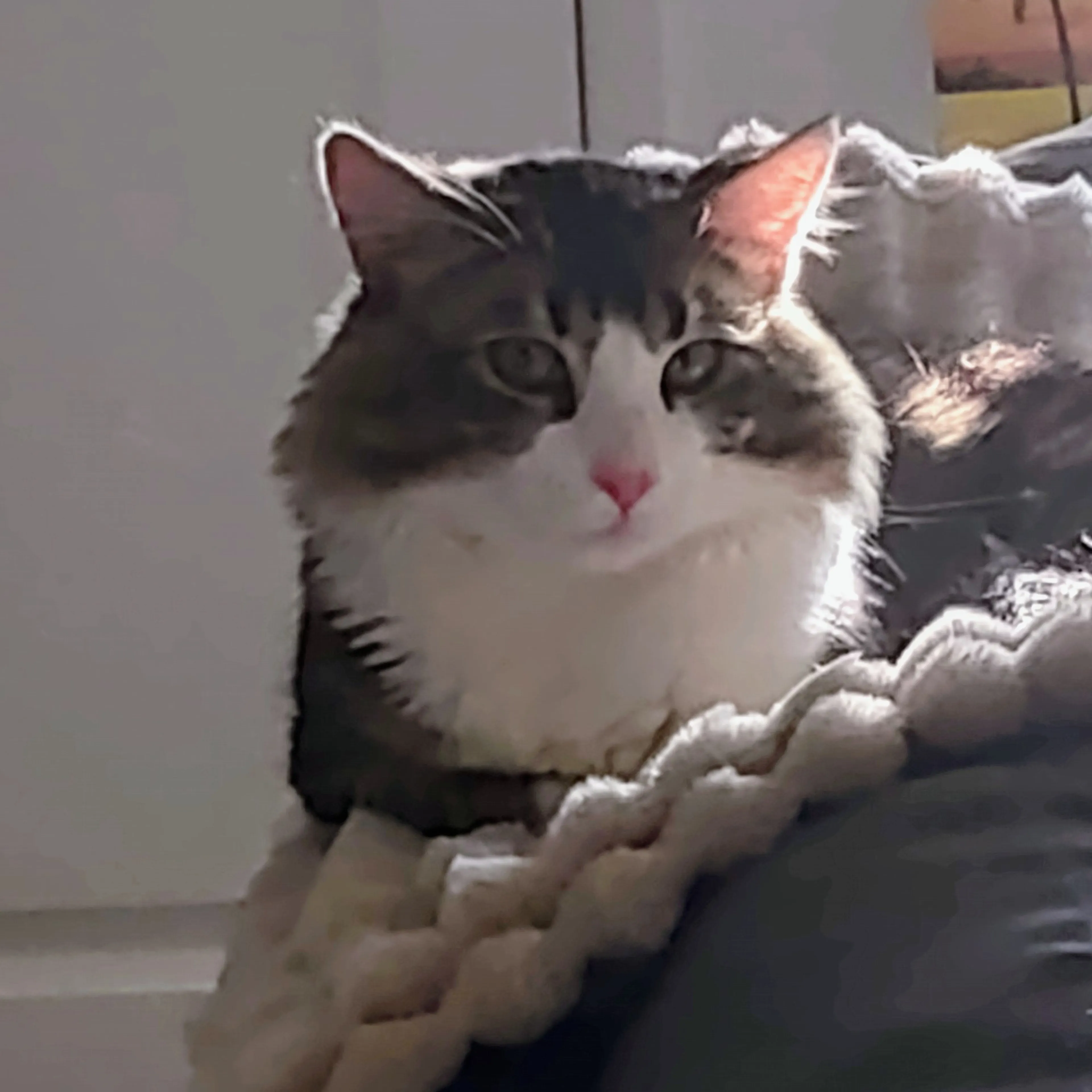 Lost pet-1