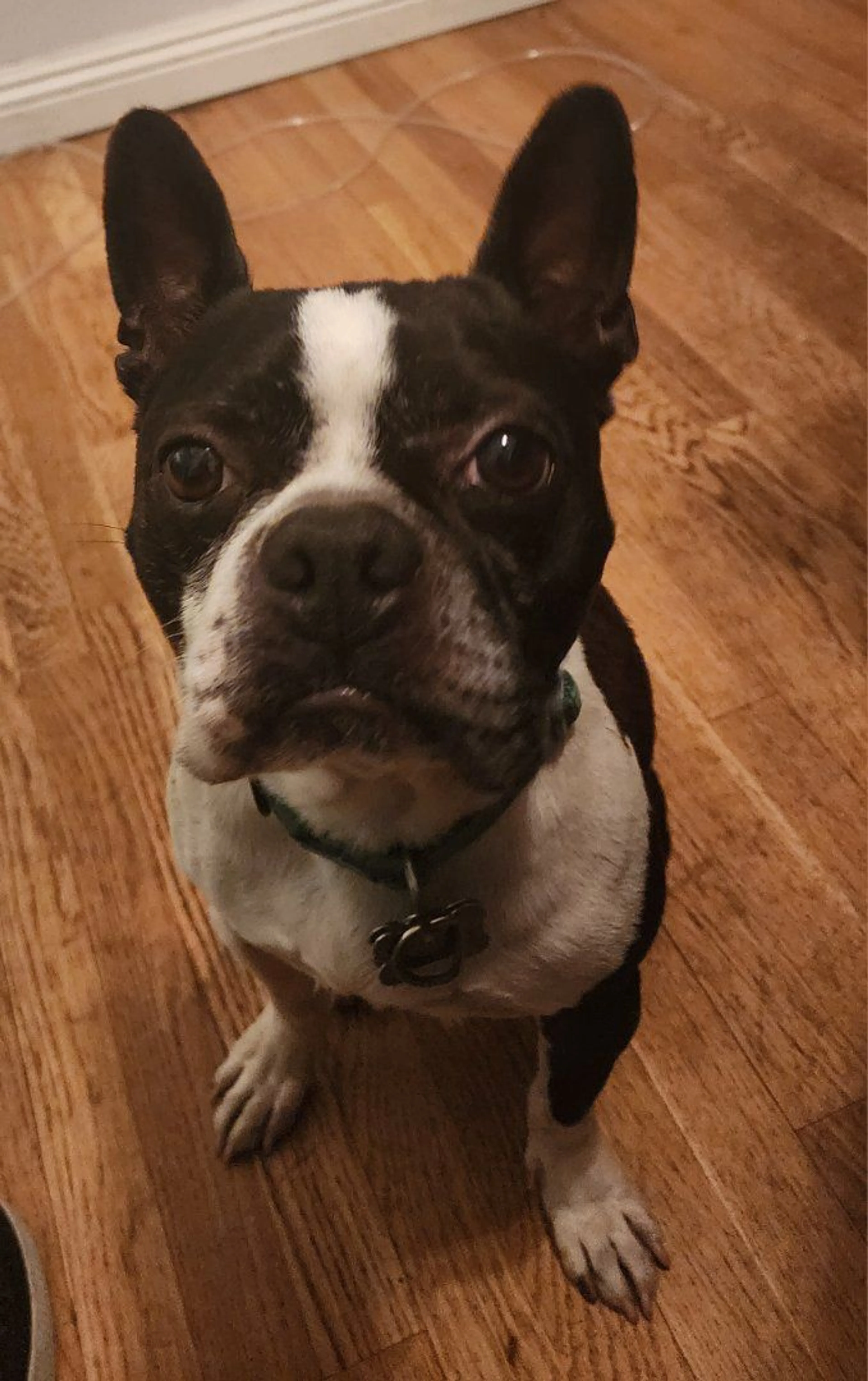 Lost pet
