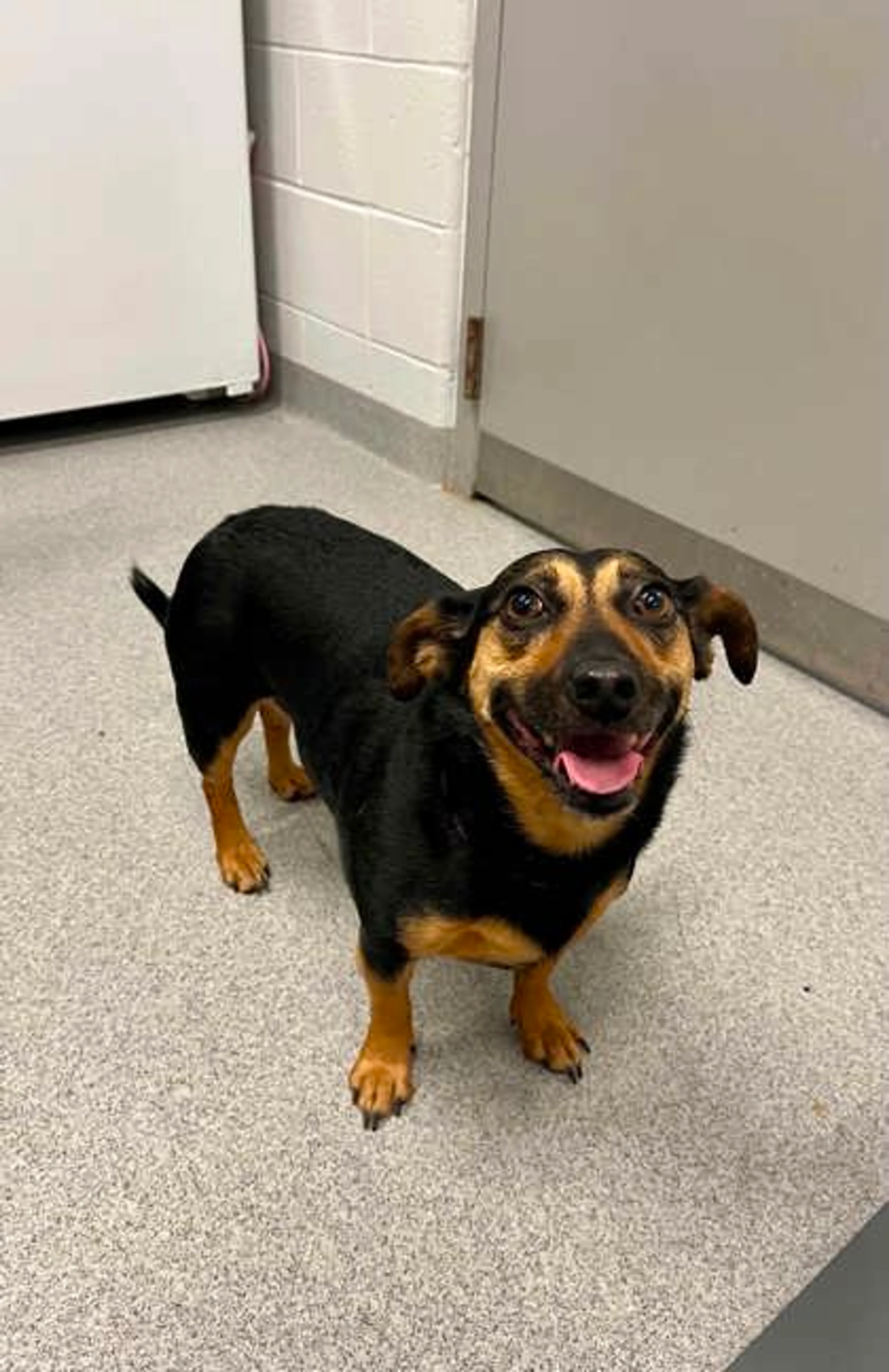 Found pet