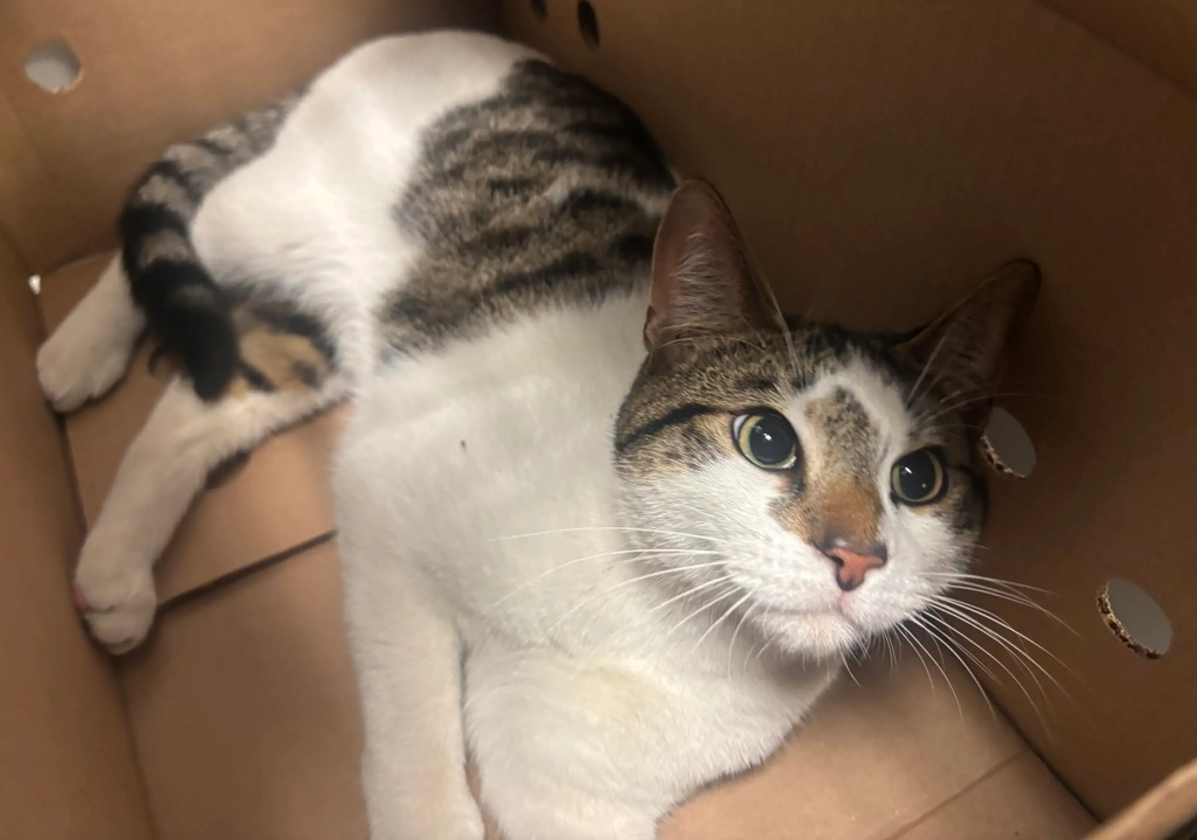 Found pet-1