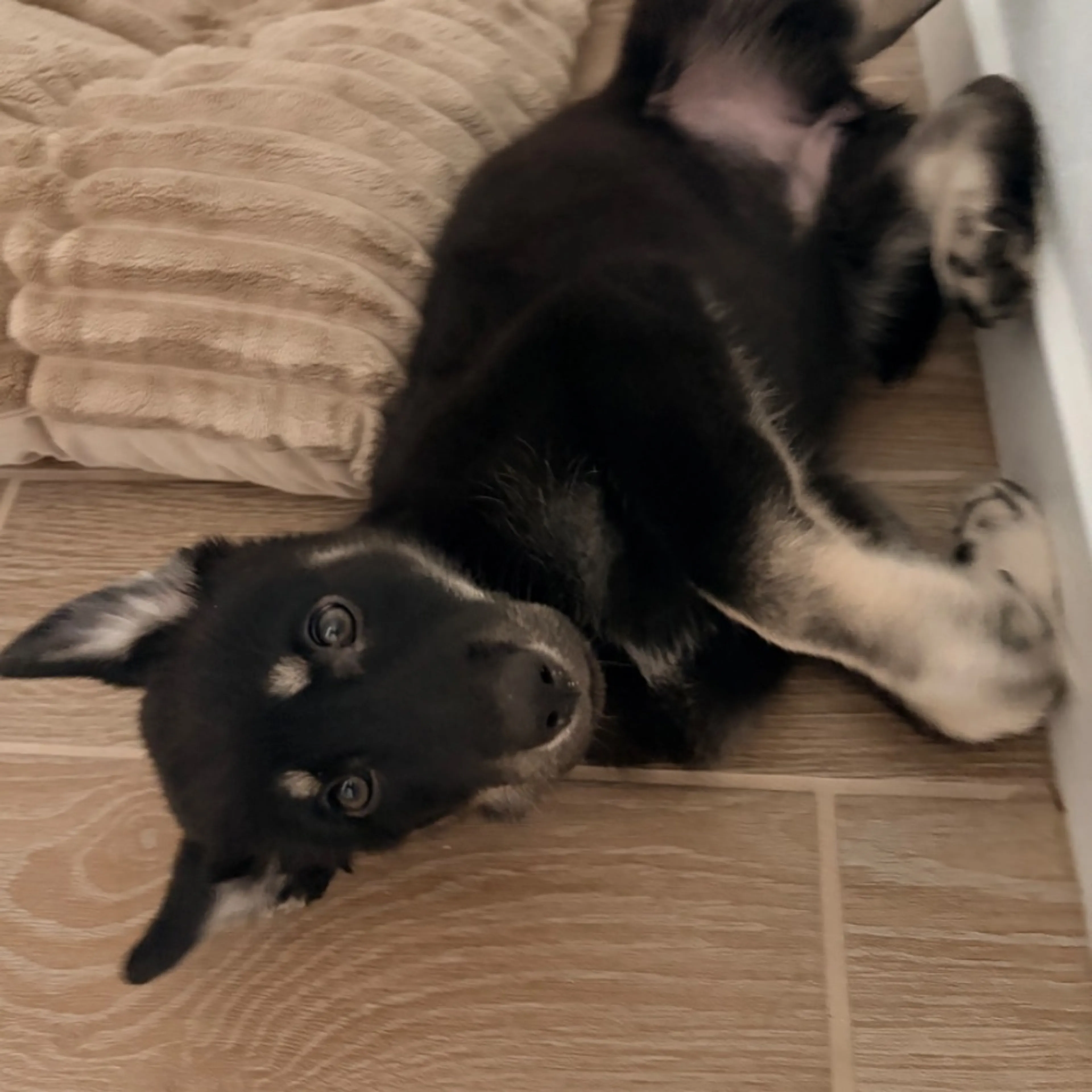 Found pet