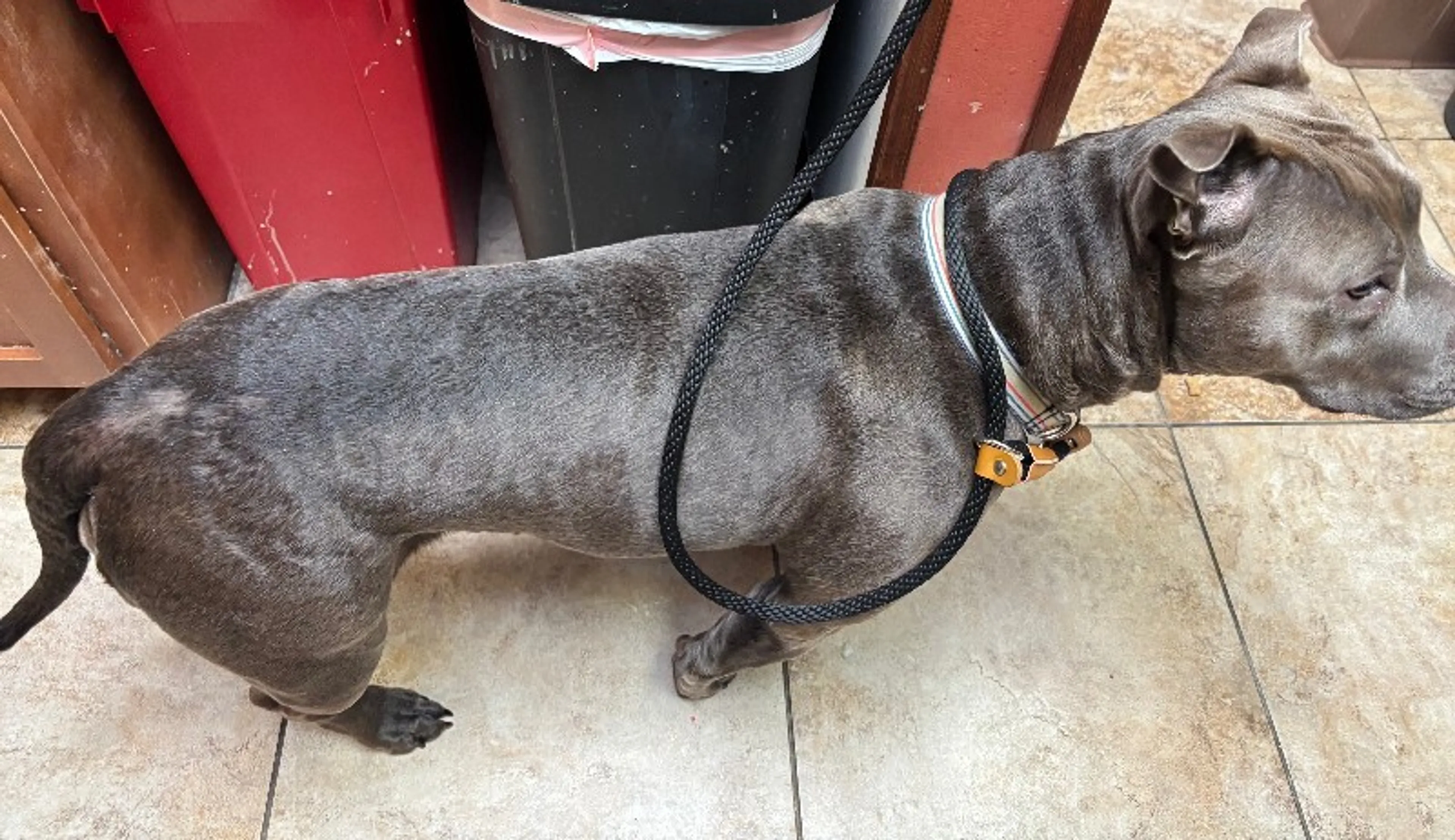 Found pet-3