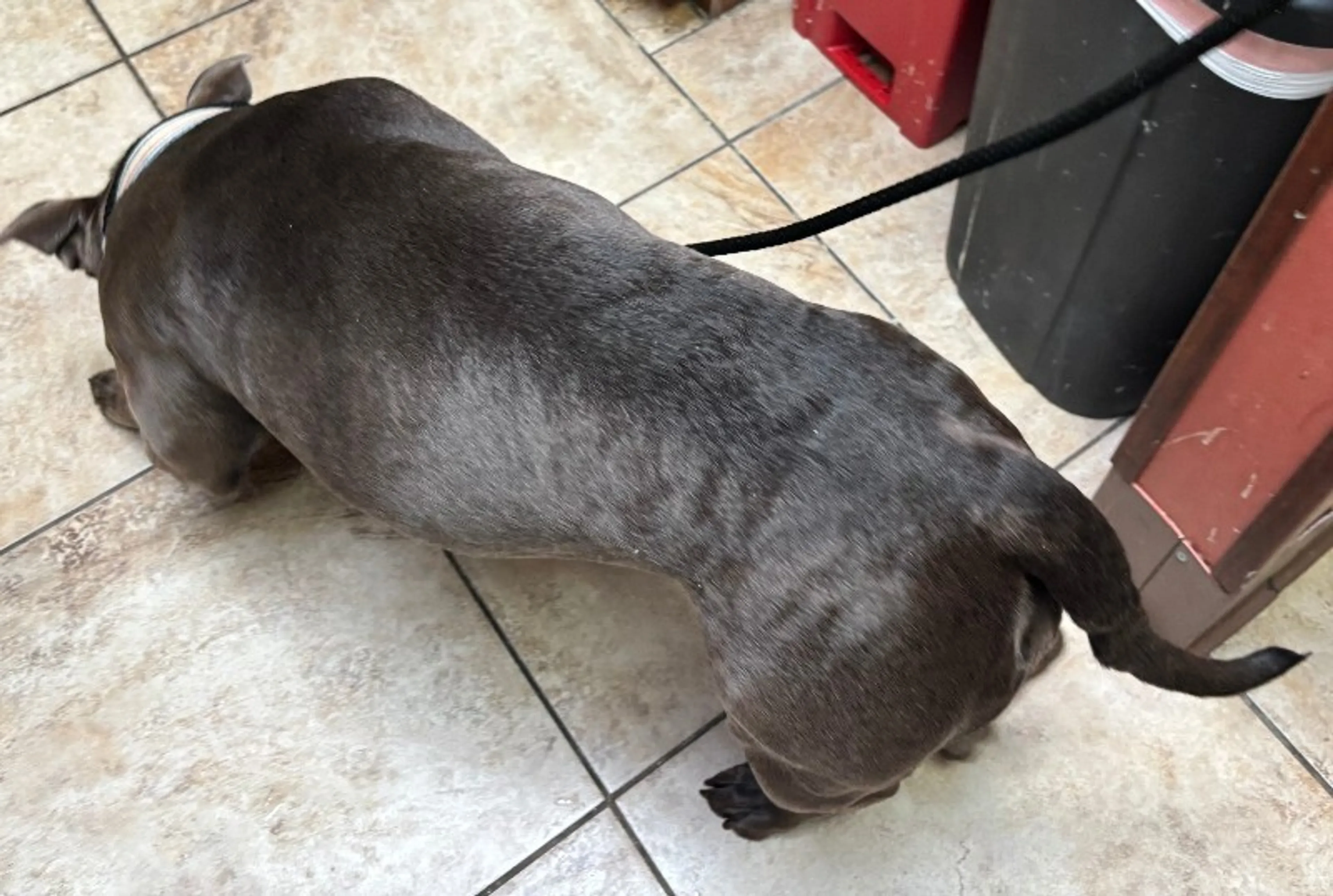 Found pet-2