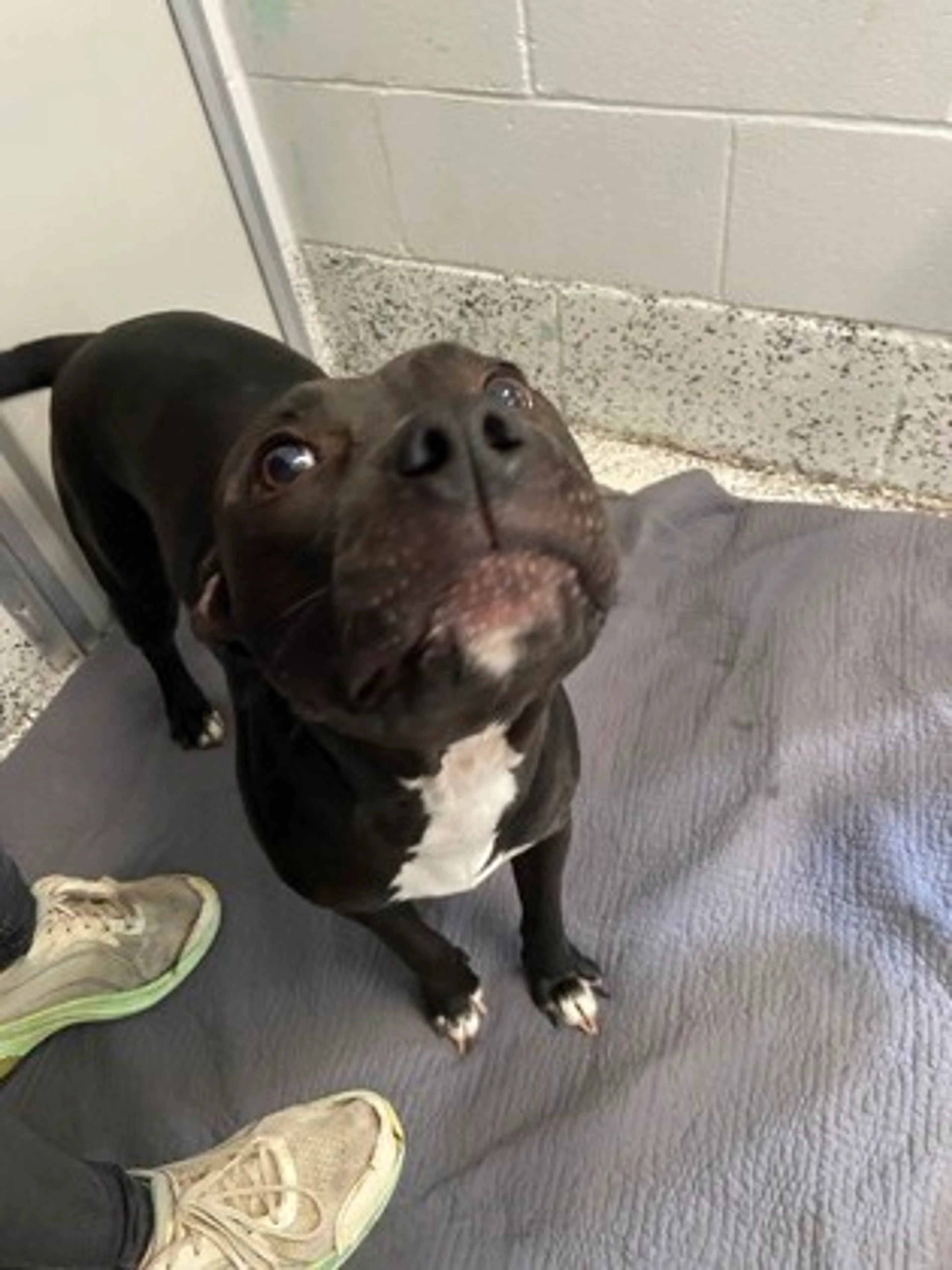 Found pet
