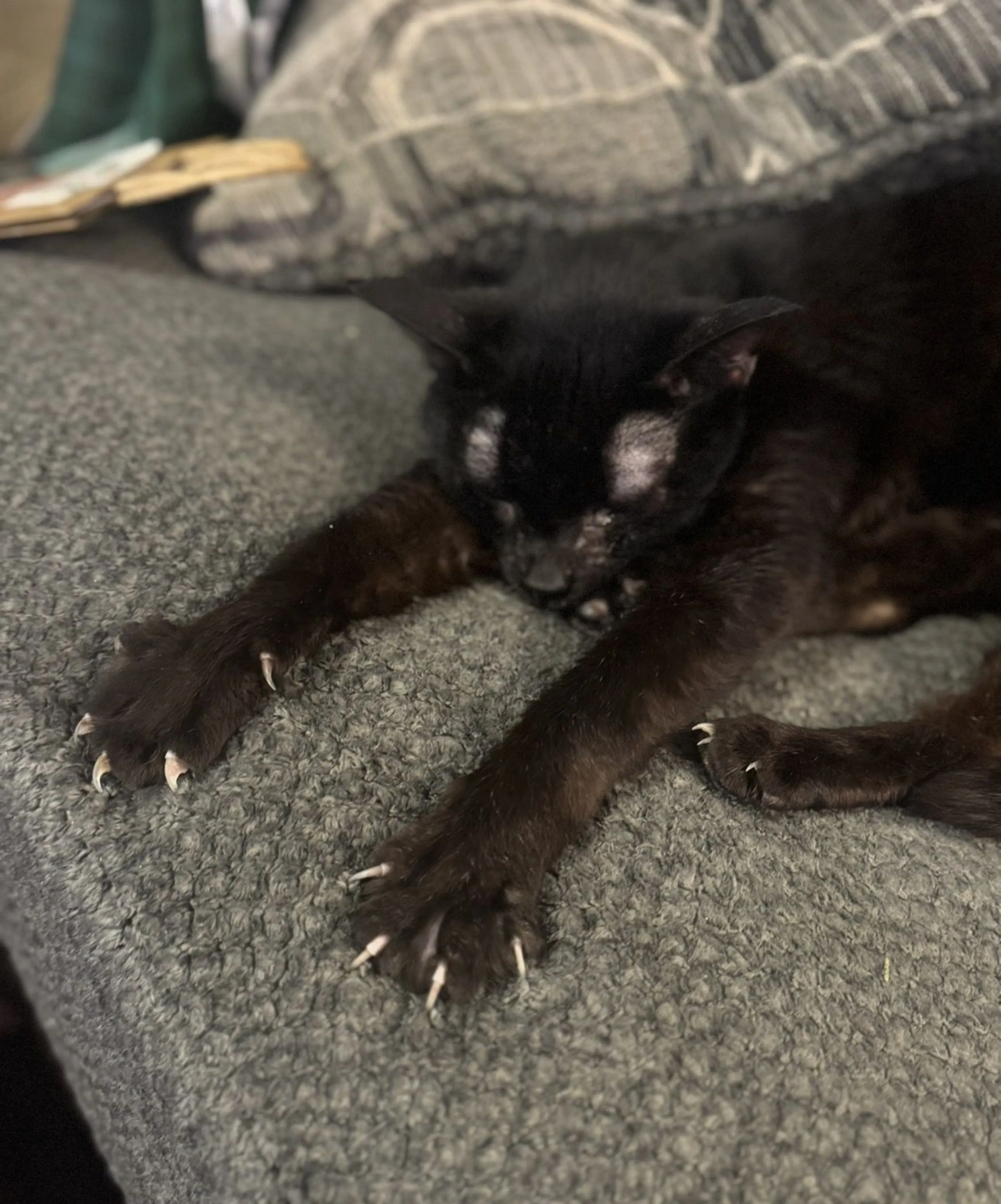 Lost pet