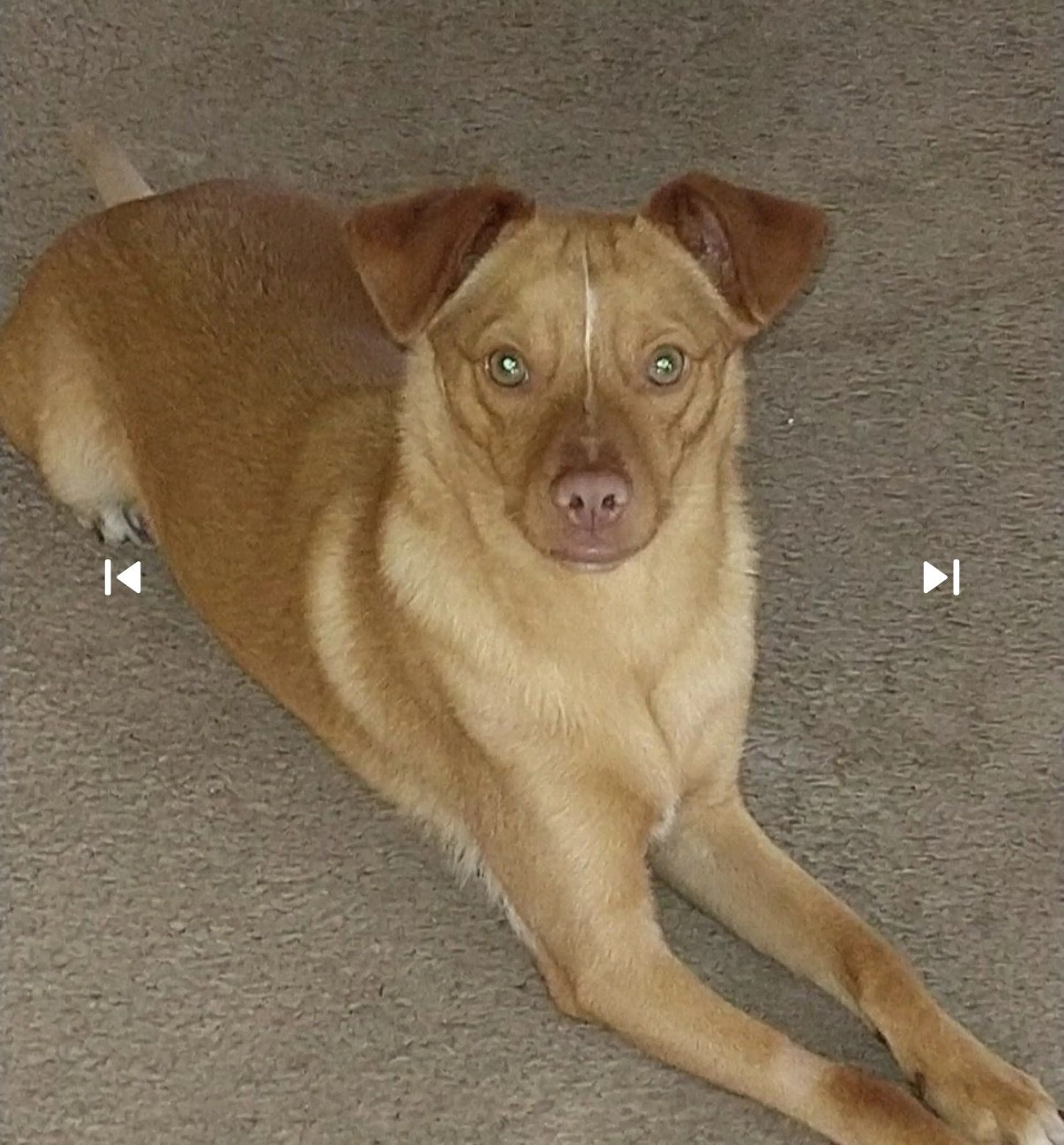 Lost pet-2