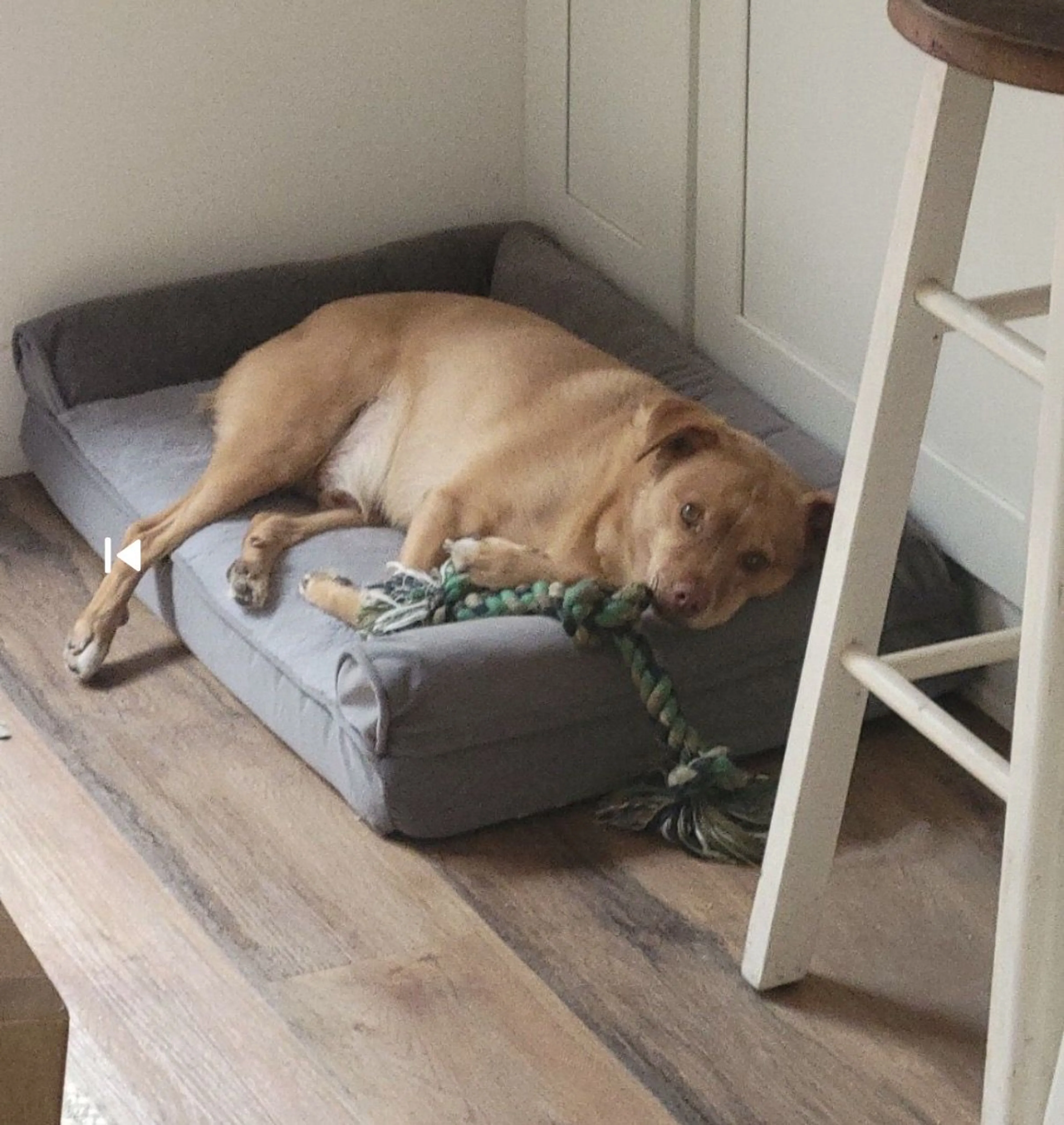 Lost pet-3