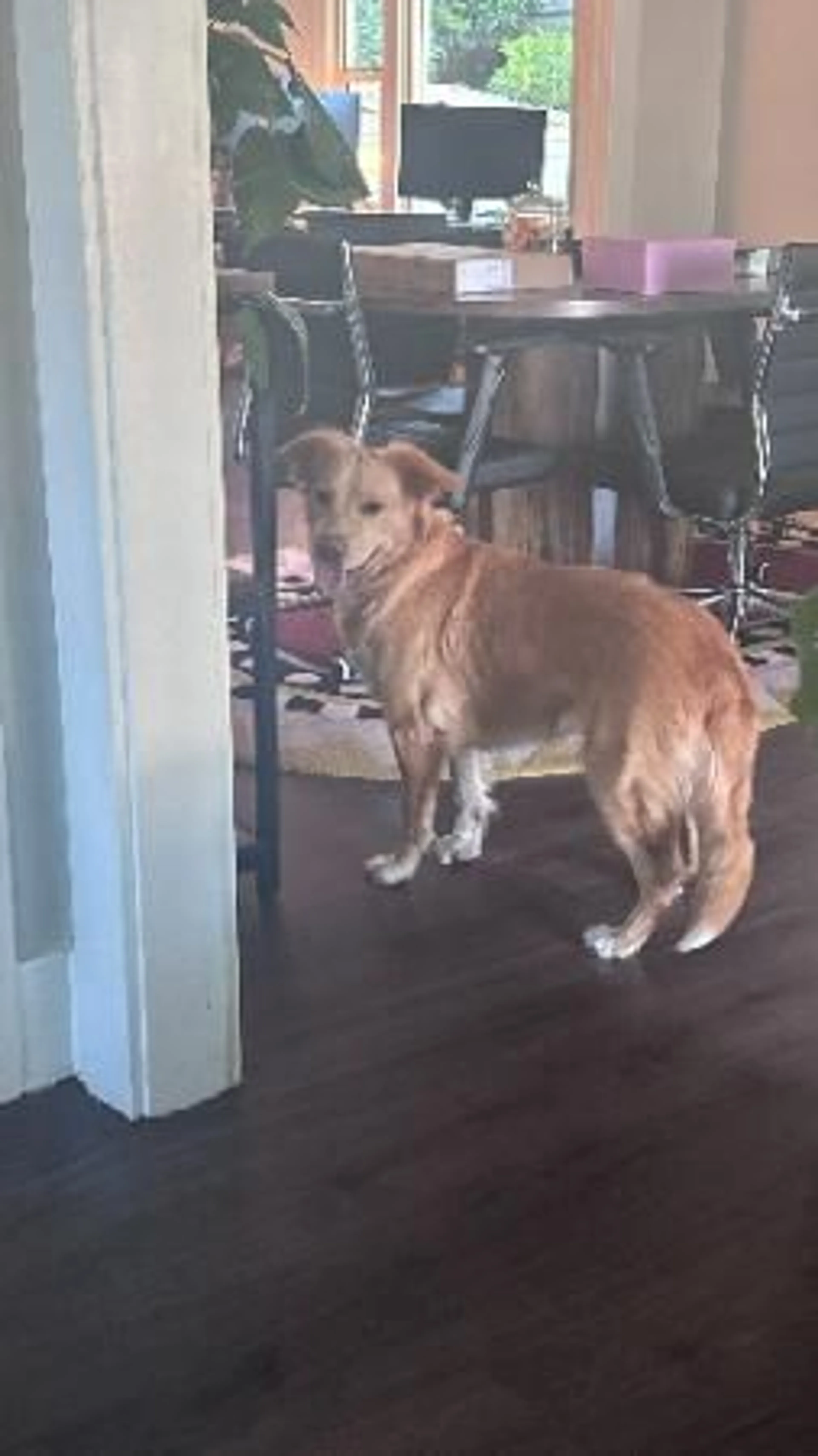 Found pet