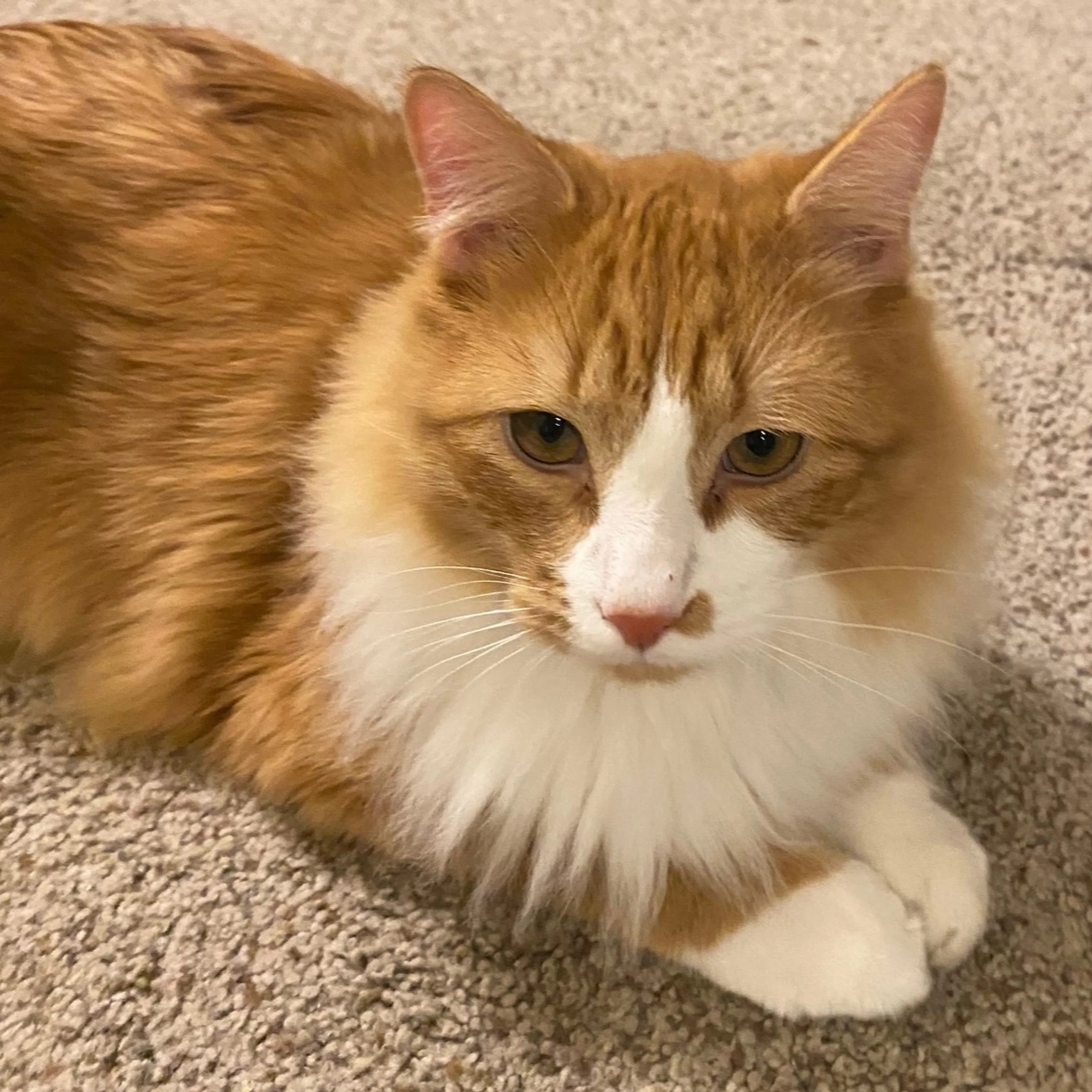 Lost pet-3