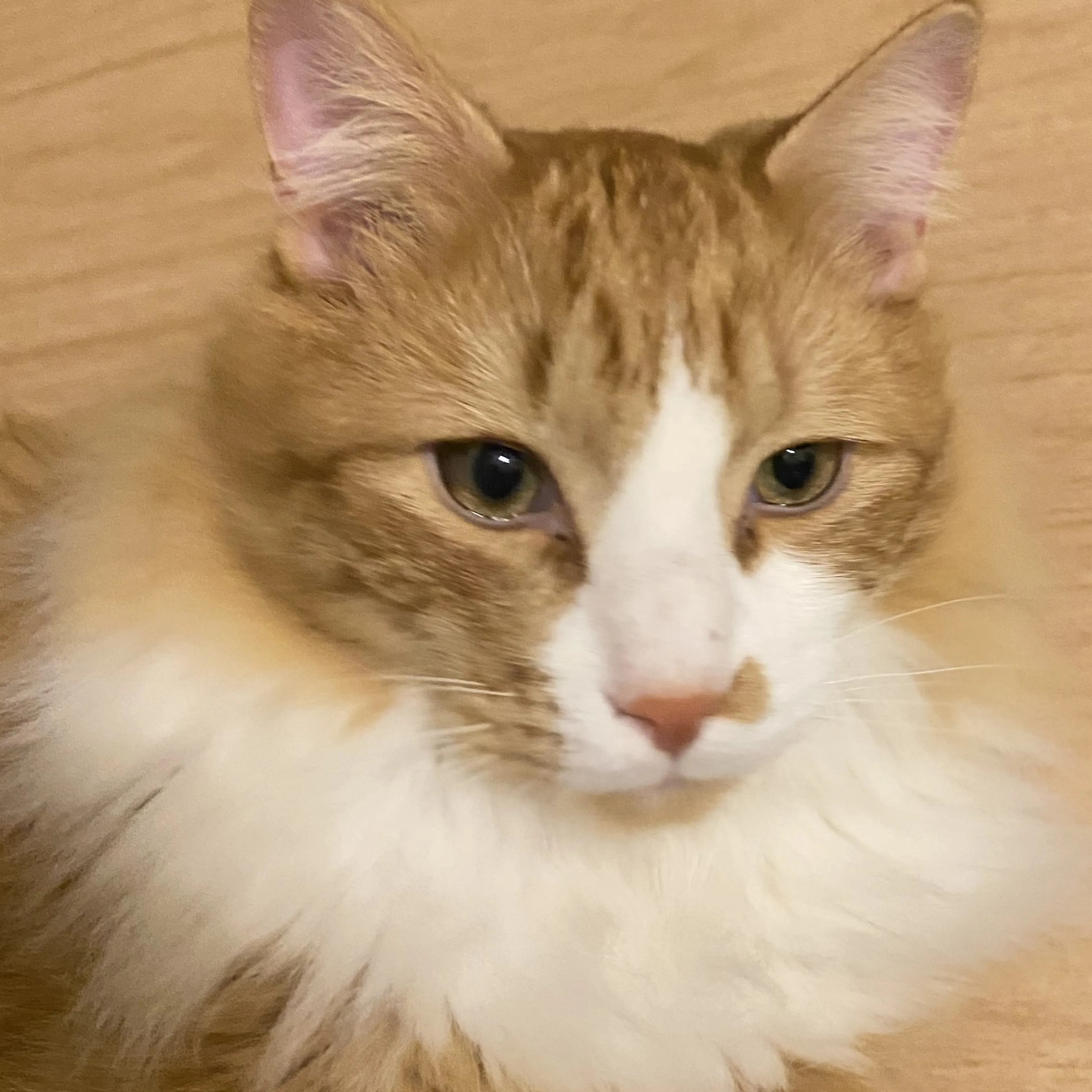 Lost pet-1
