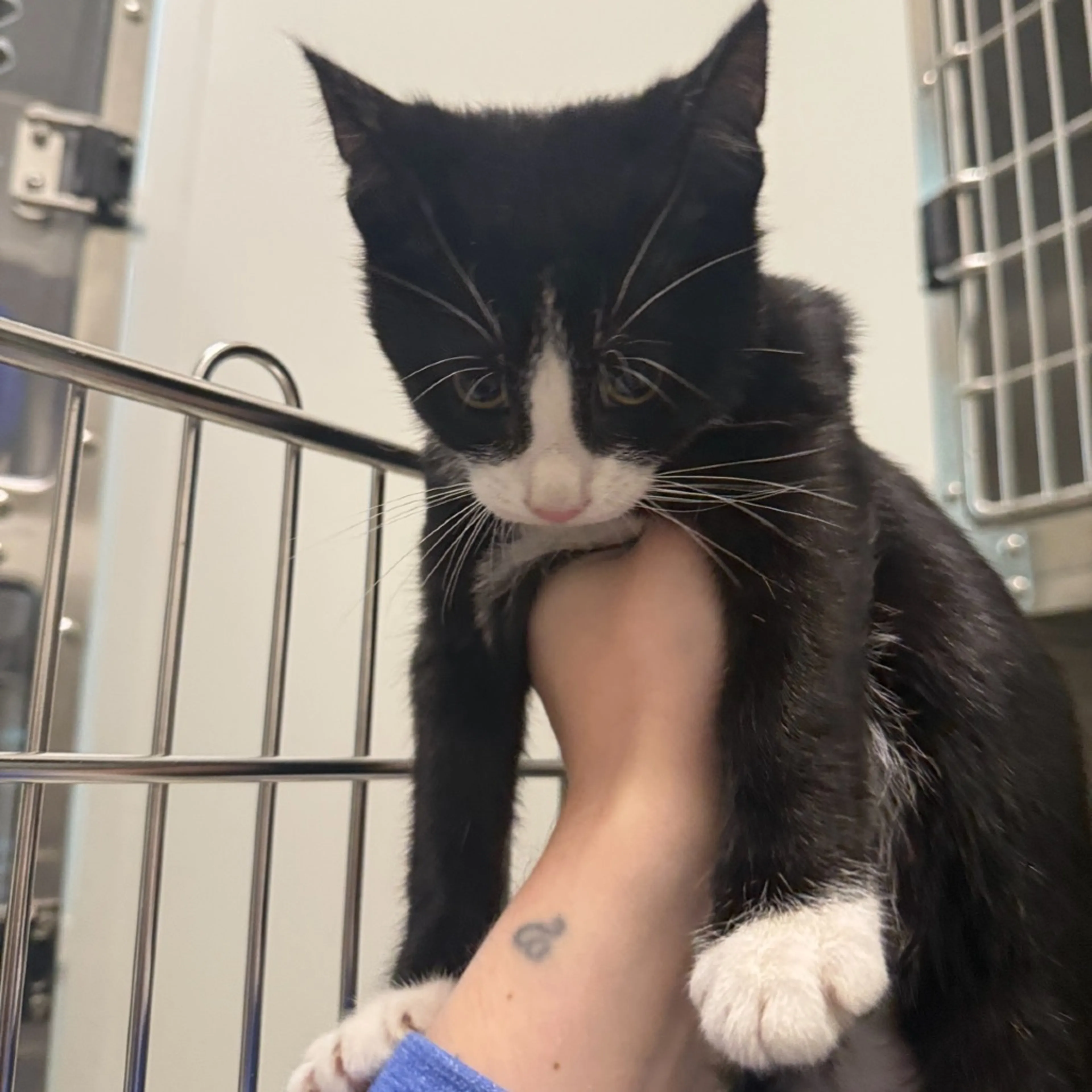 Found pet