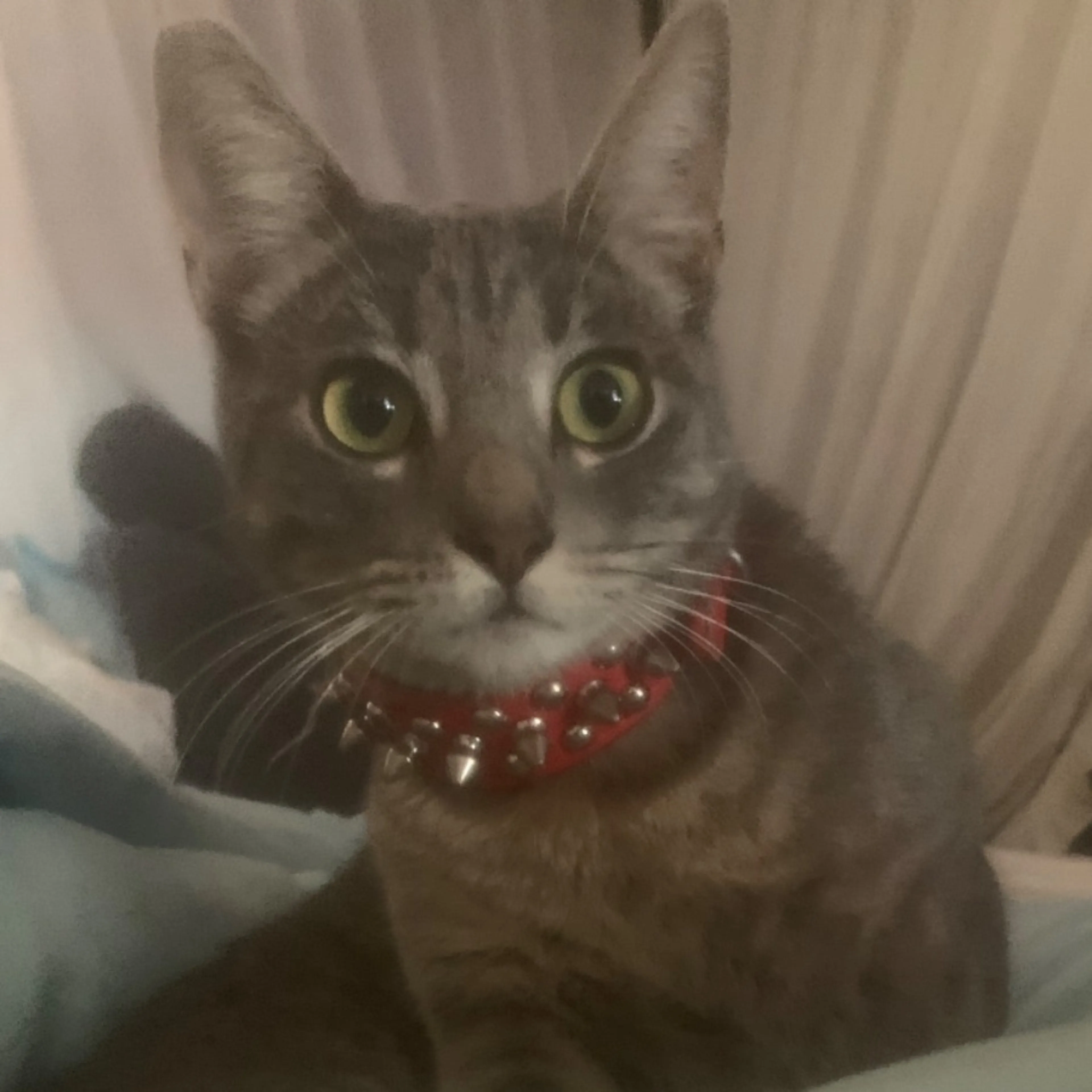 Lost pet