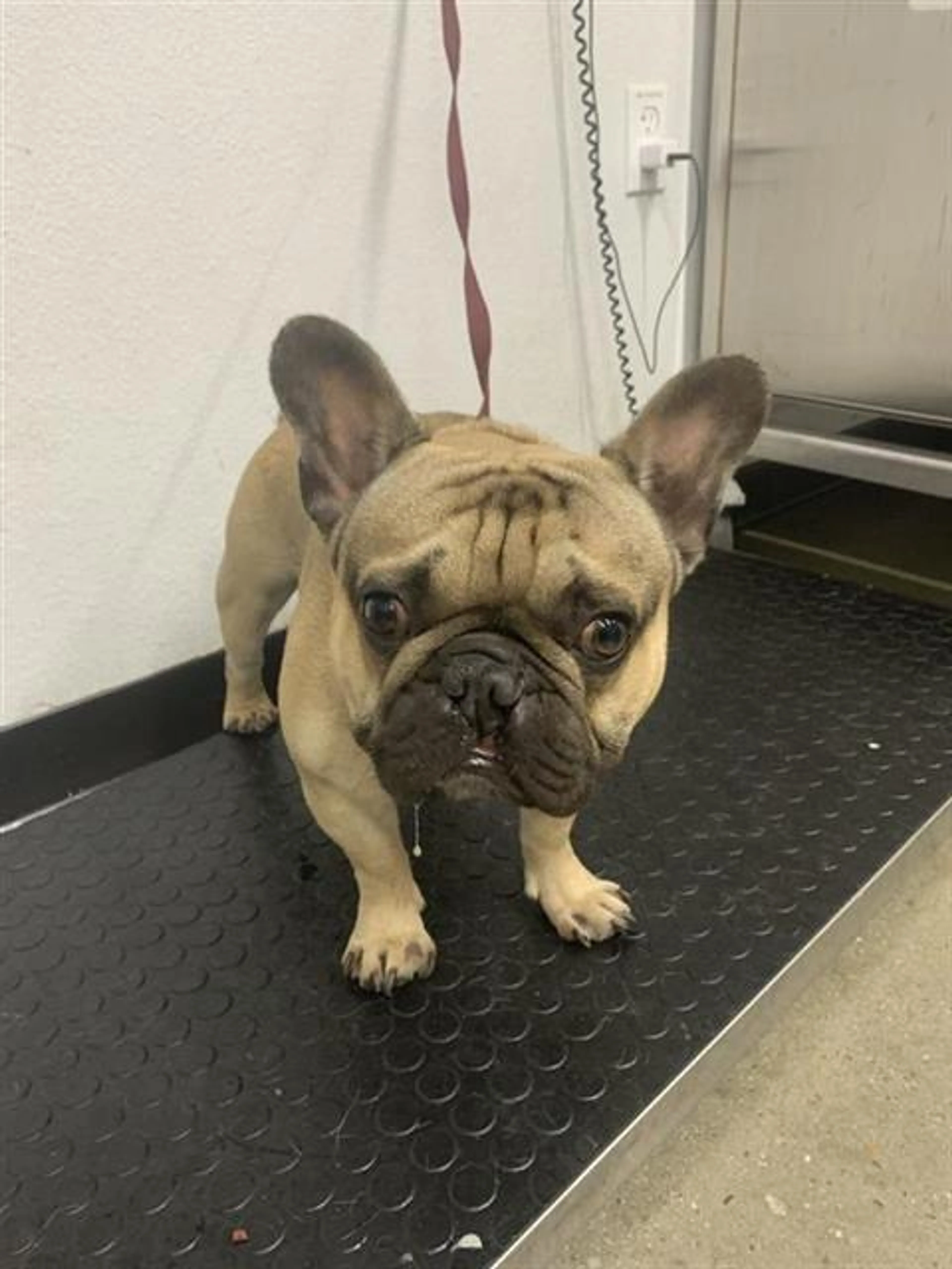 Found pet