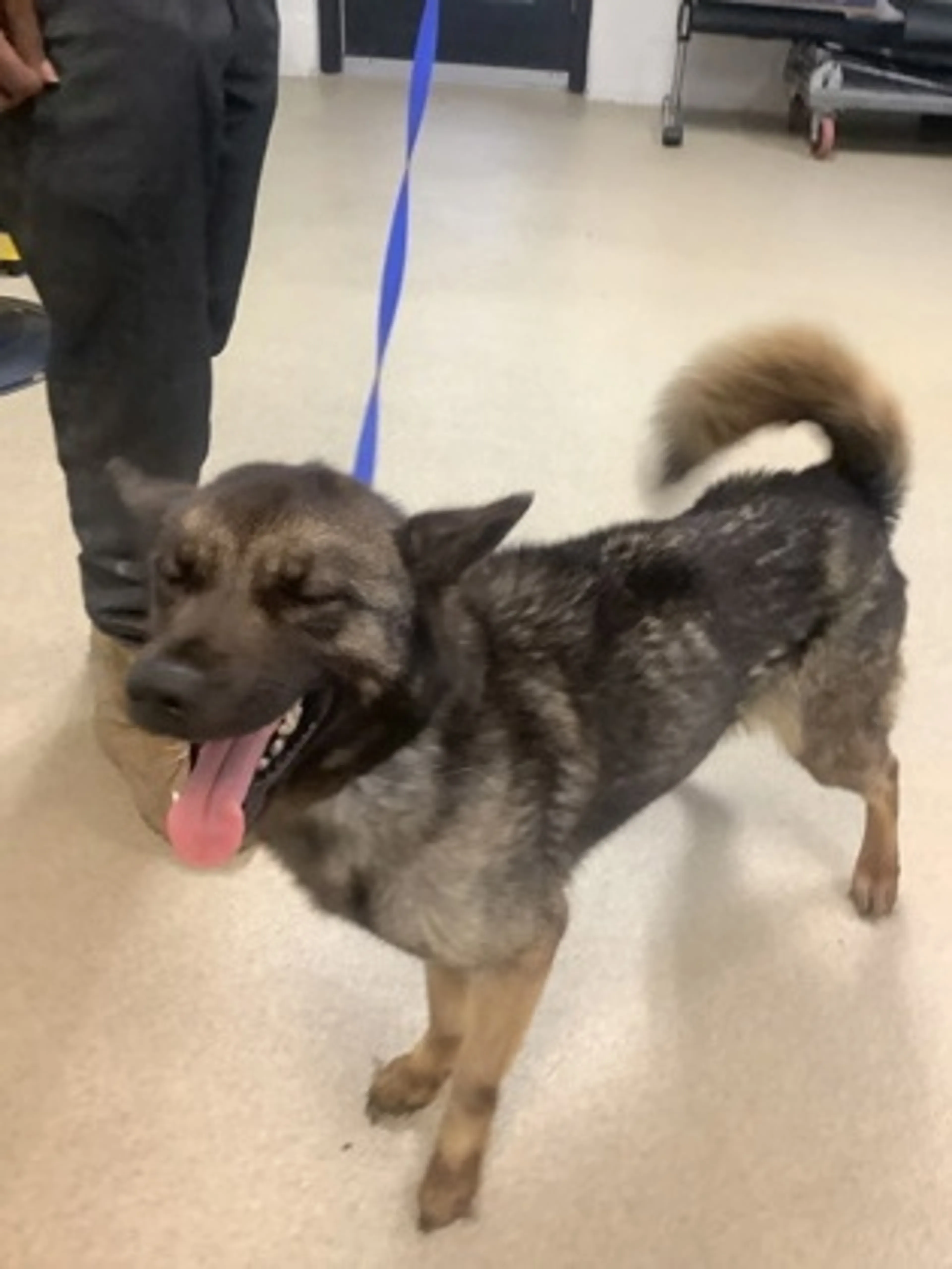 Found pet