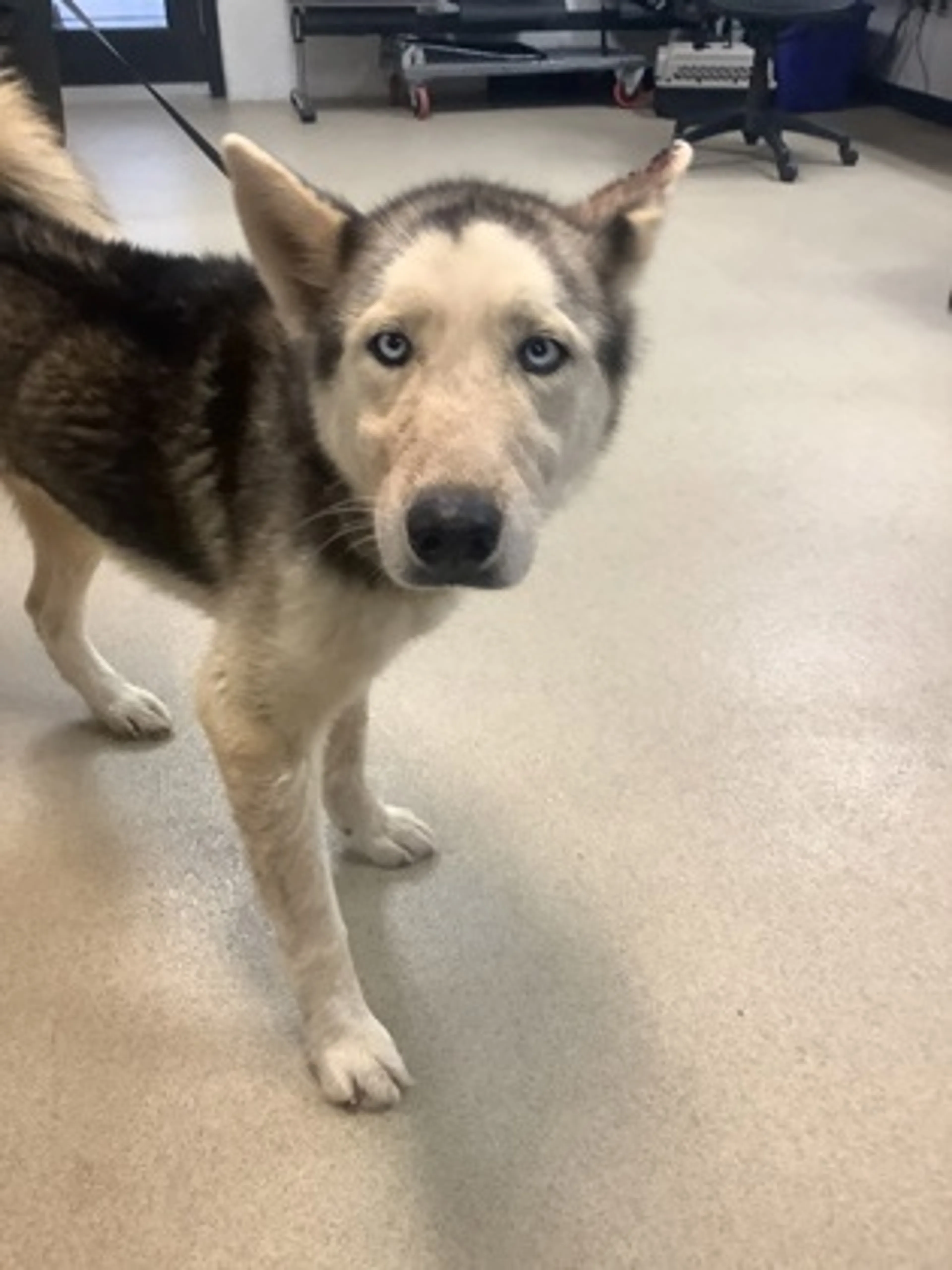 Found pet
