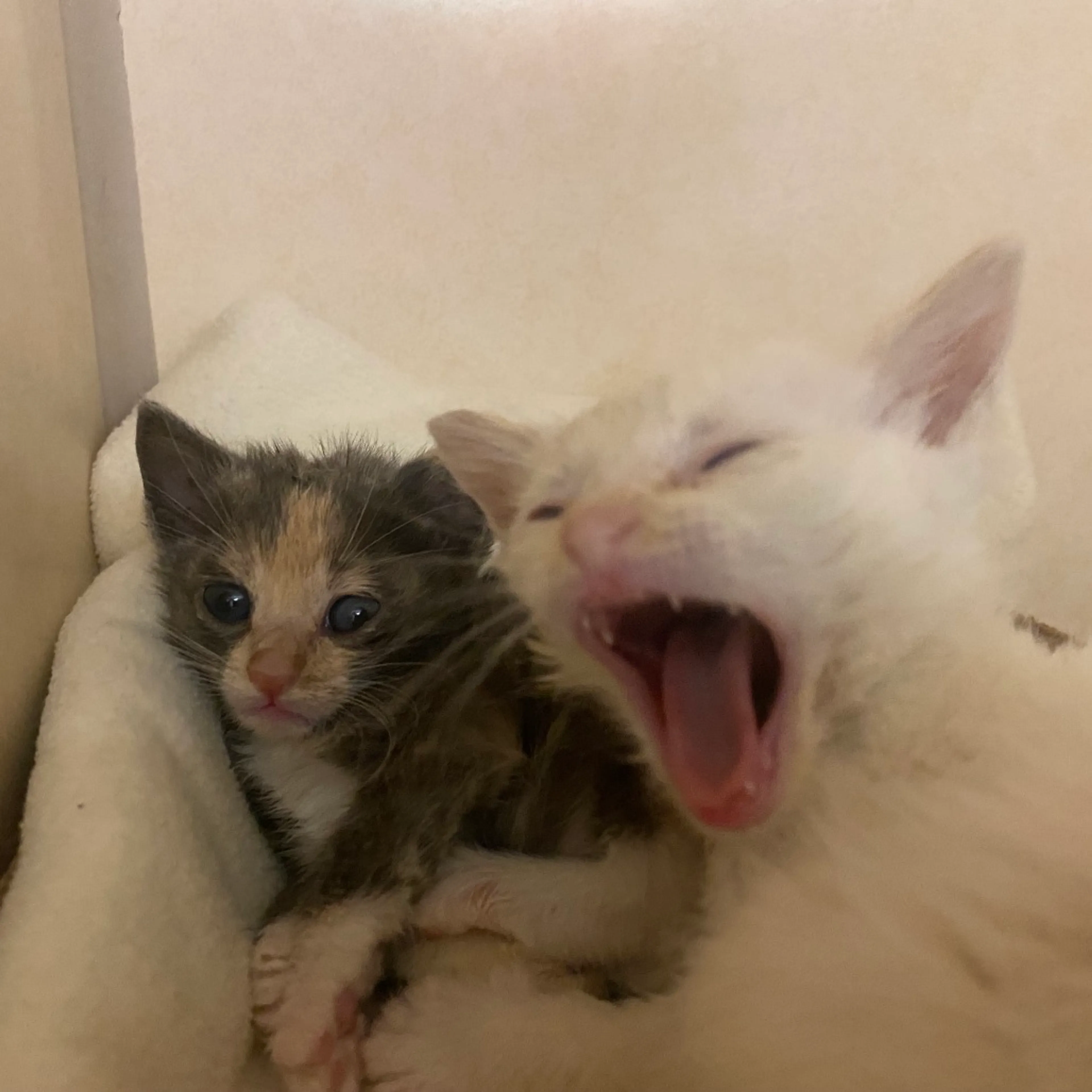 Found pet-1