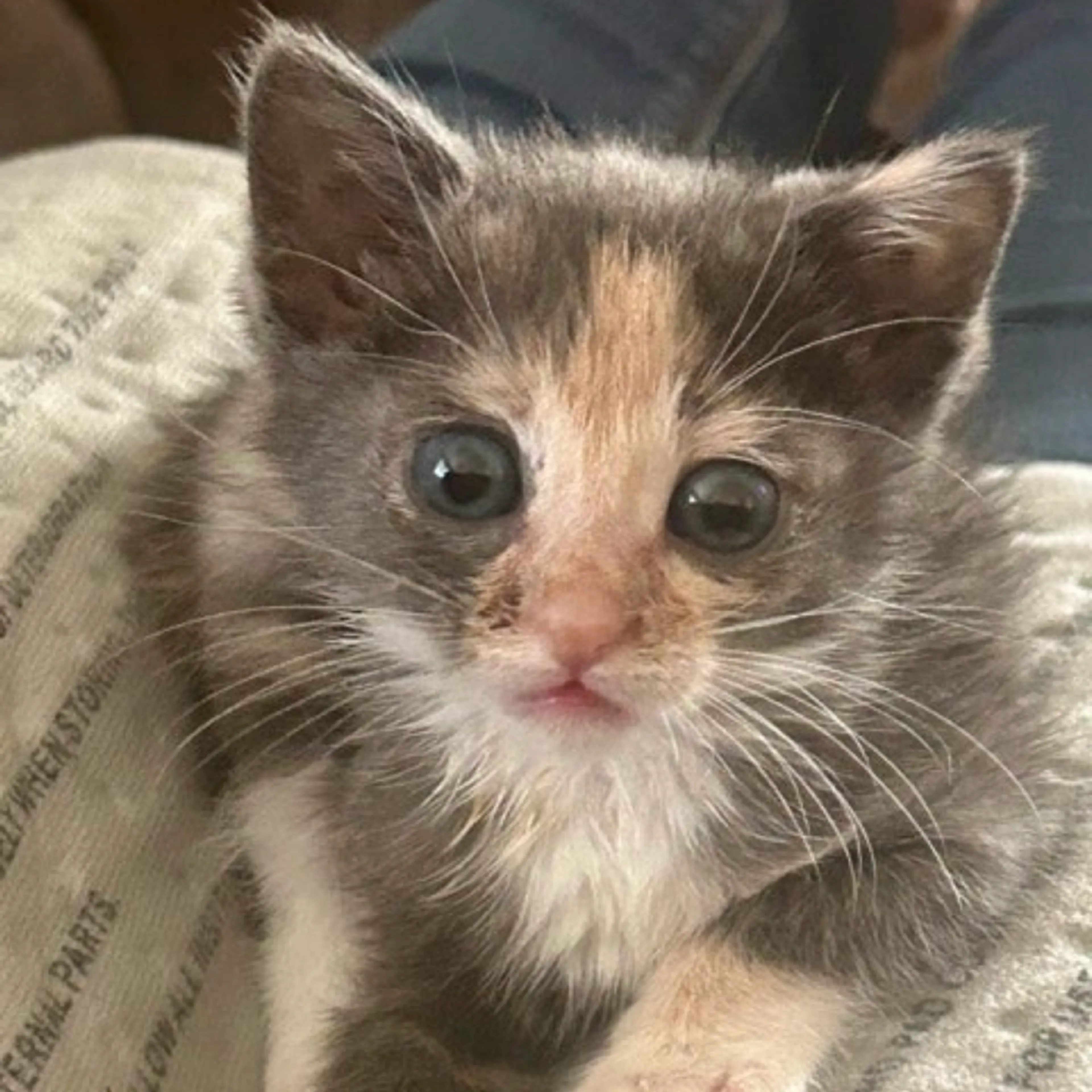 Found pet-2