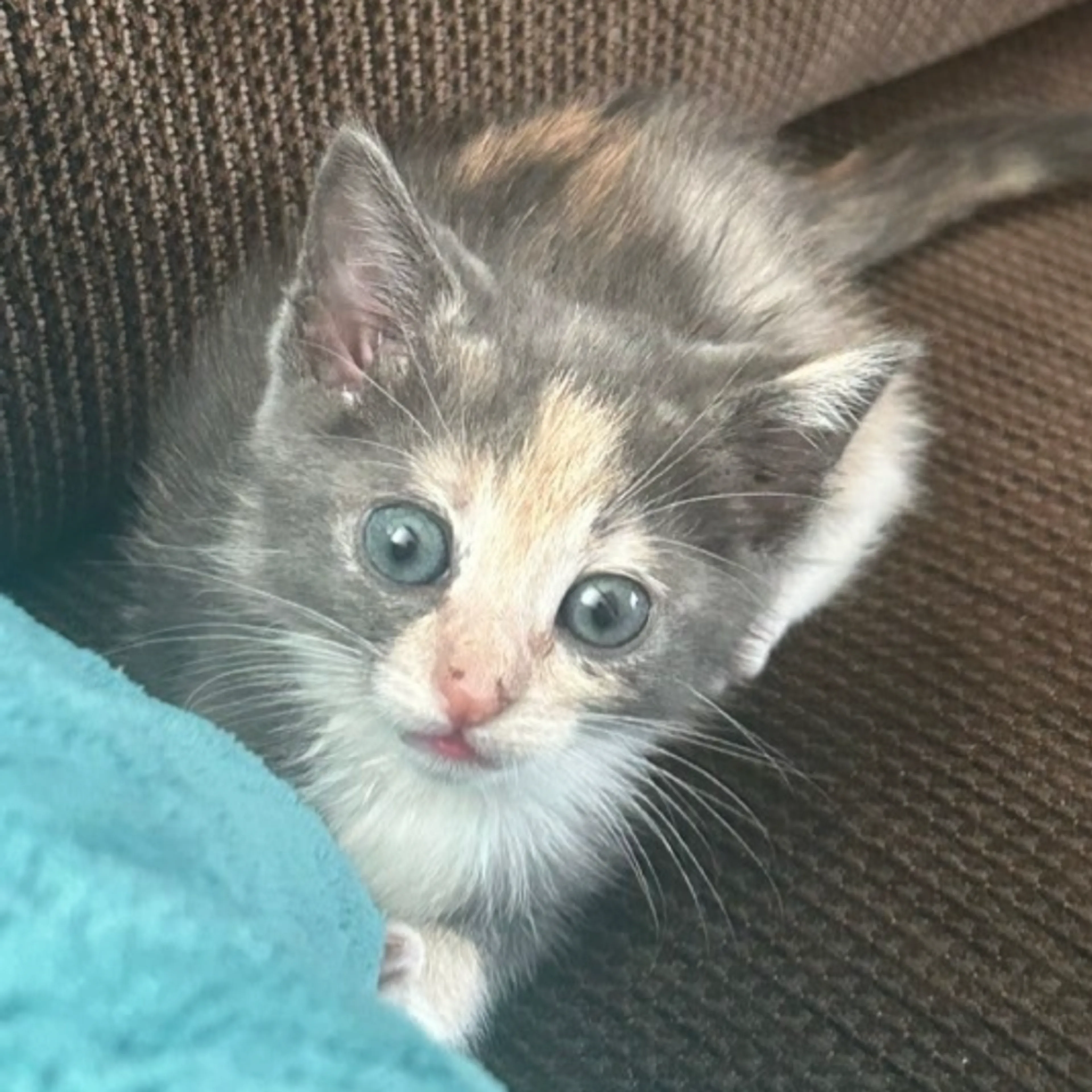 Found pet-0