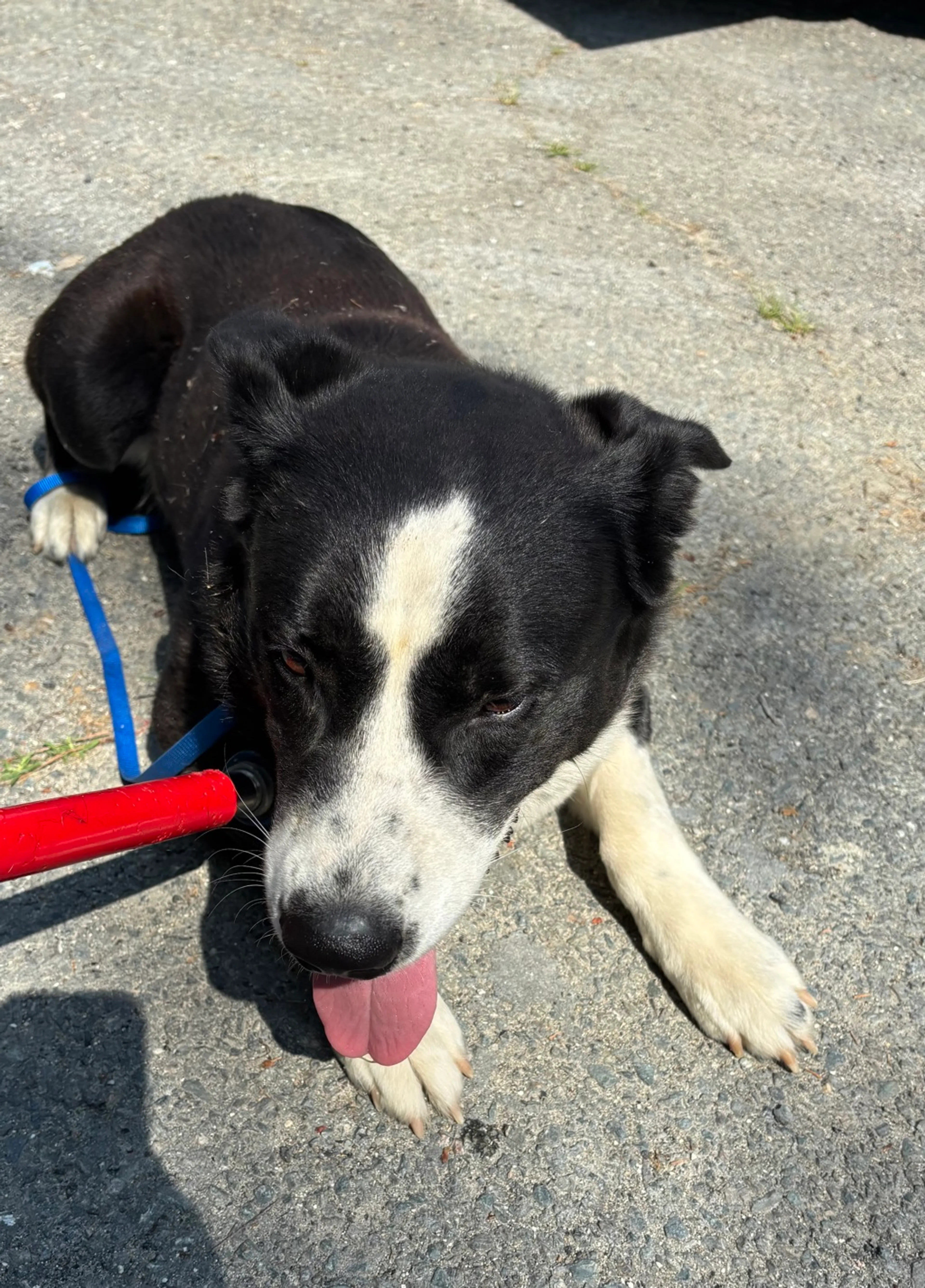 Found pet