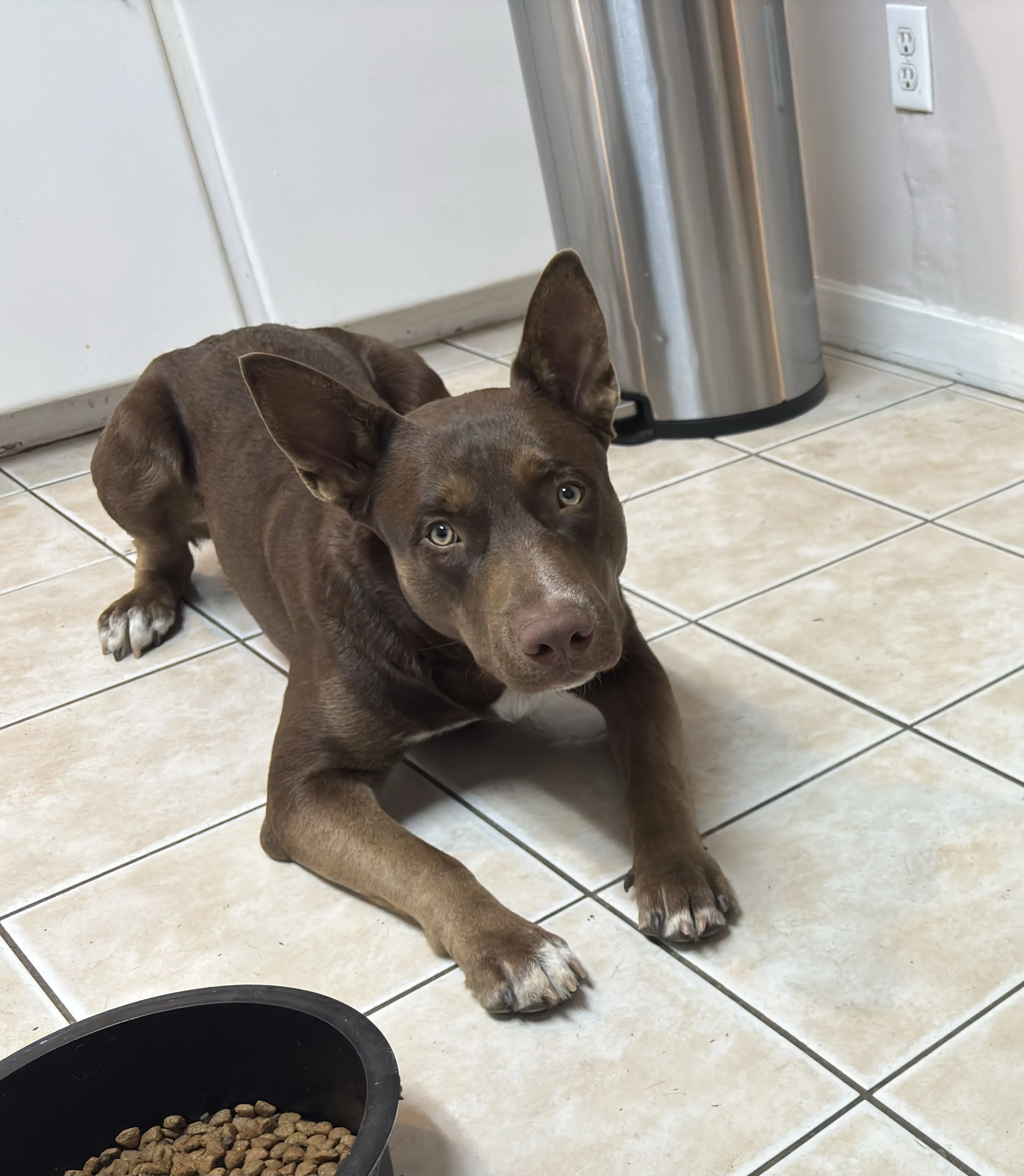 Lost pet