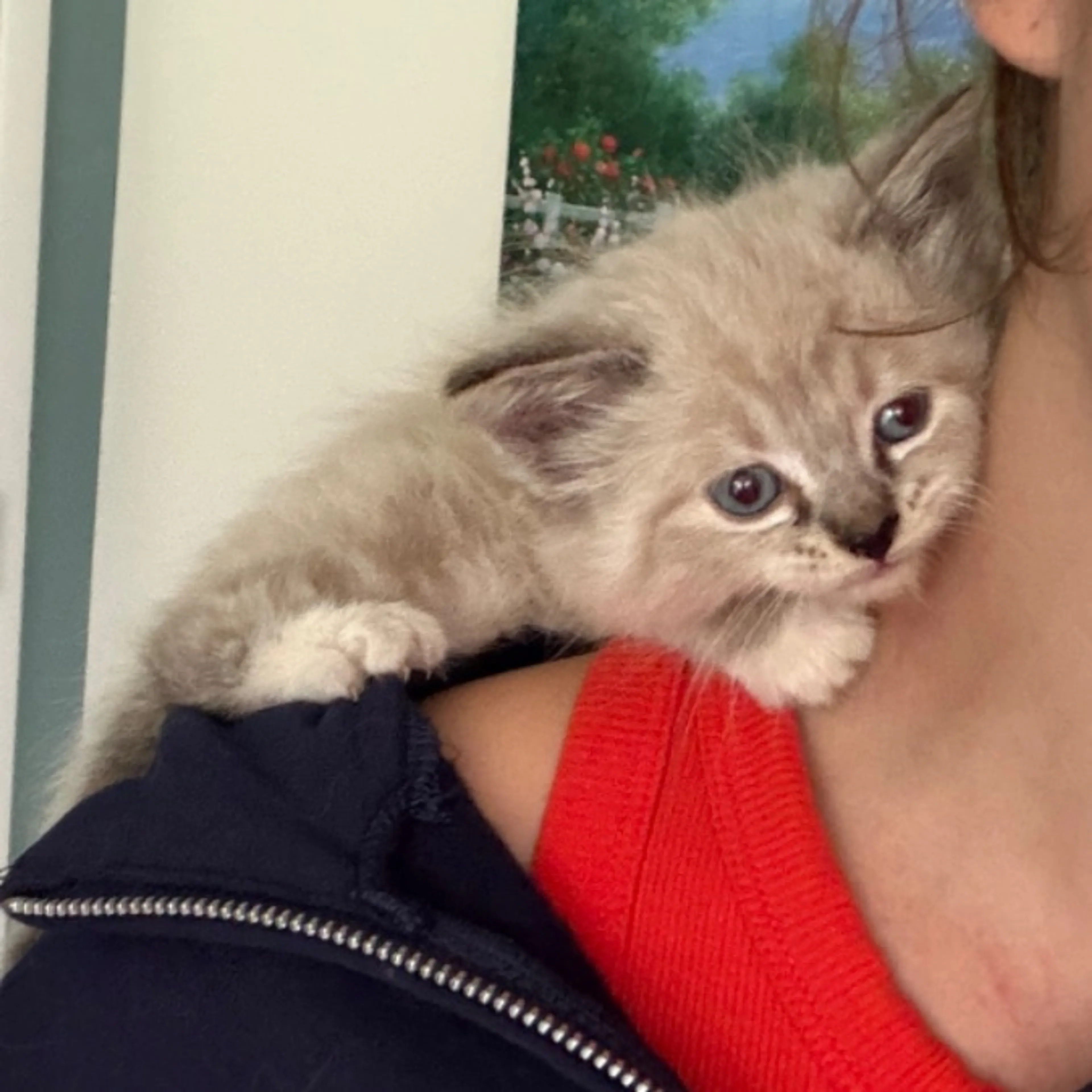 Found pet
